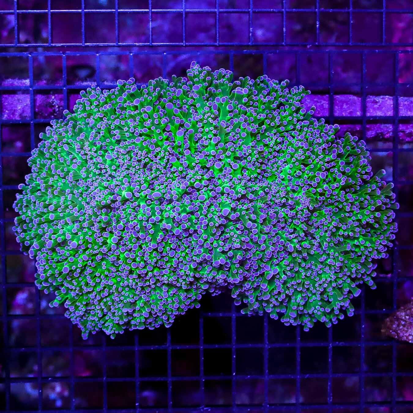 Smoking Purple Tip Wall Frogspawn - Daylight Photo