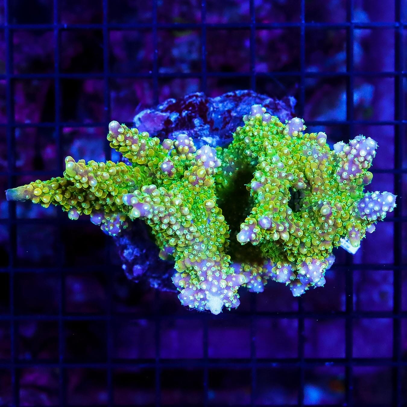 Maricultured Tricolor Acropora - Daylight Photo