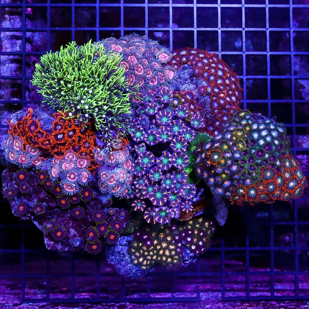 Instant Softy Garden of Clove Polyps, GSP and Zoanthids - Daylight Photo
