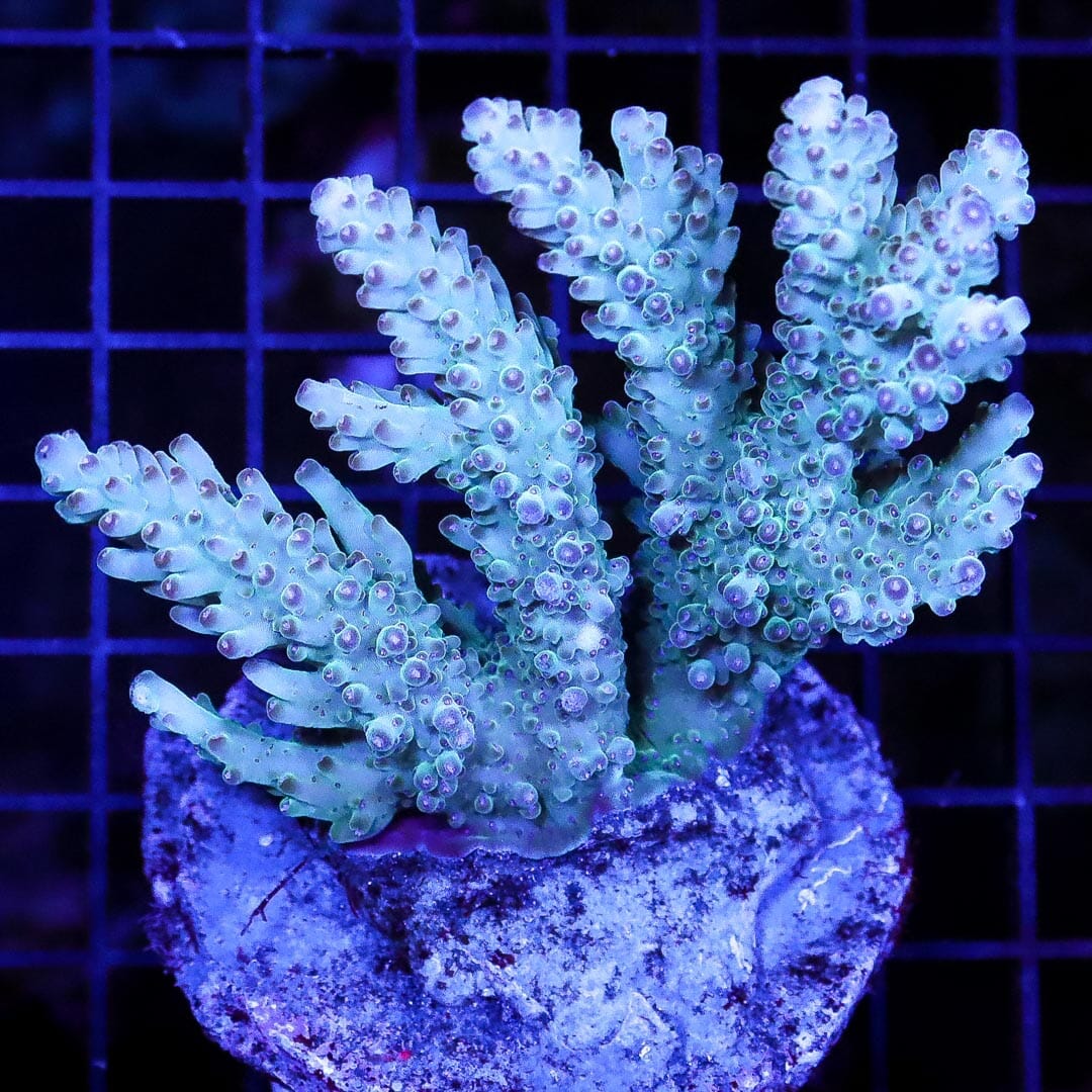 Purple Tipped Maricultured Acropora - Daylight Photo