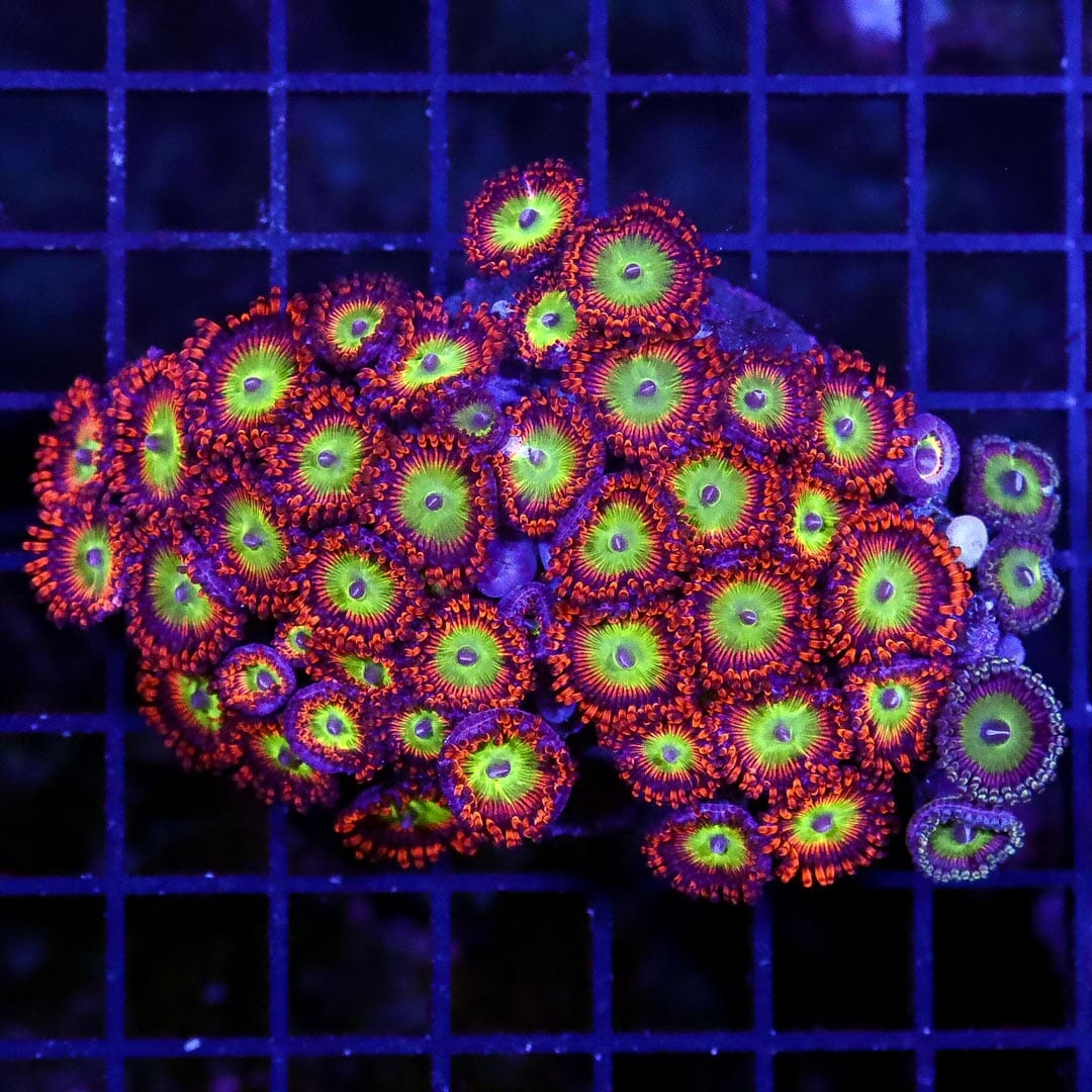 Wild Candy Apple Red Zoanthids - Daylight Photo