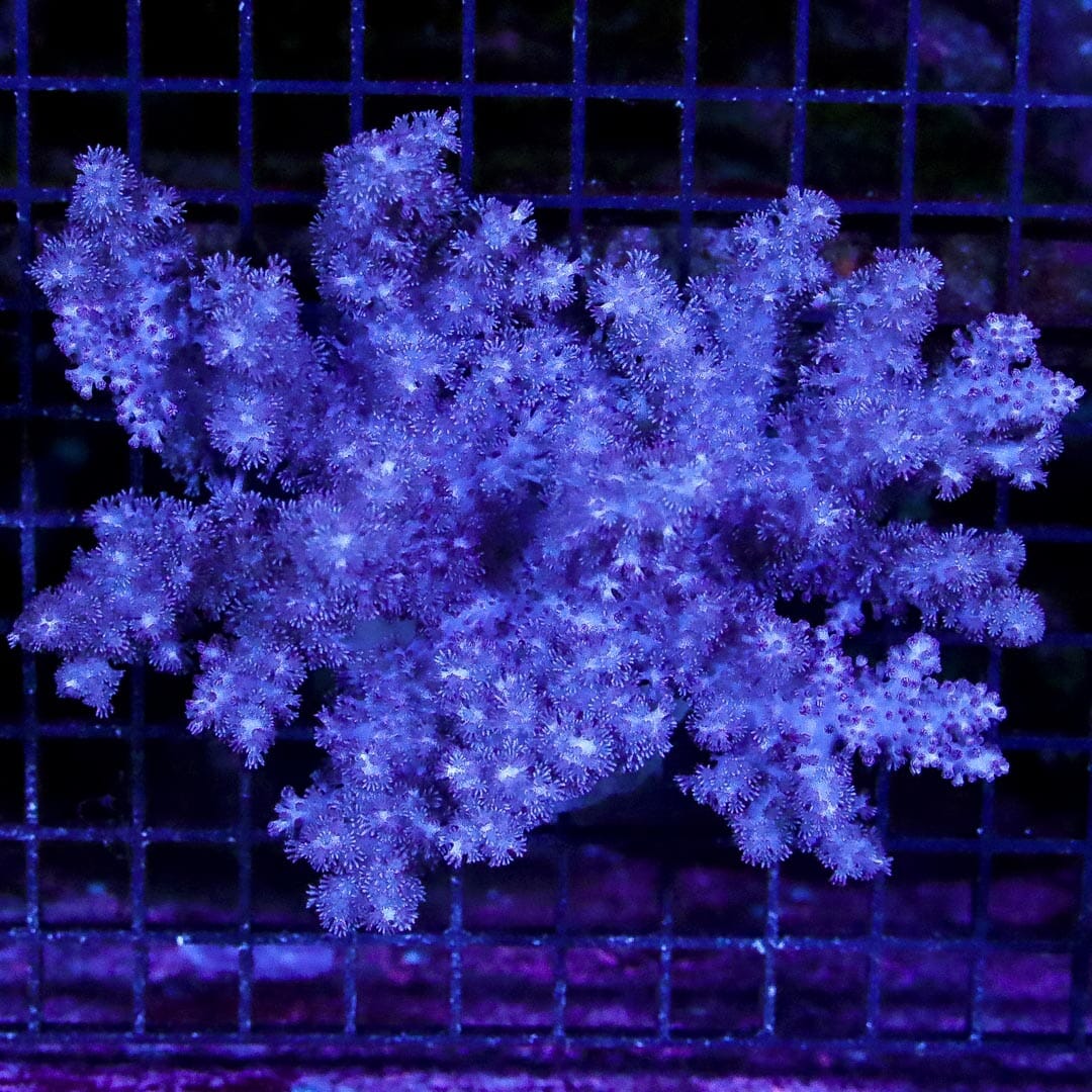Lavender Colt Coral - Daylight Photo