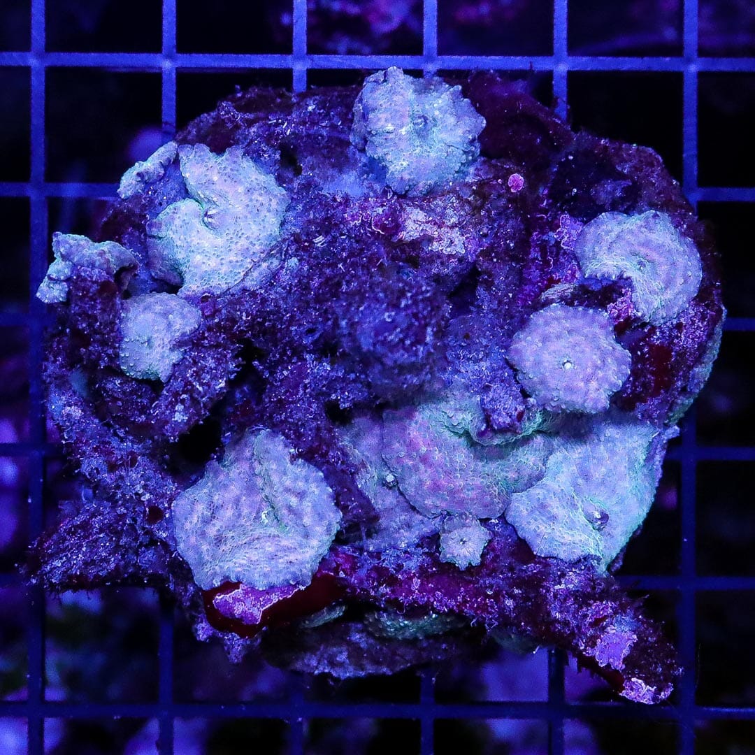 Ultramarine Blue Disco Mushrooms - Daylight Photo