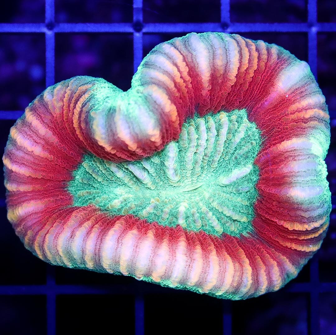 Strawberry and Lime Trachyphyllia - Daylight Photo