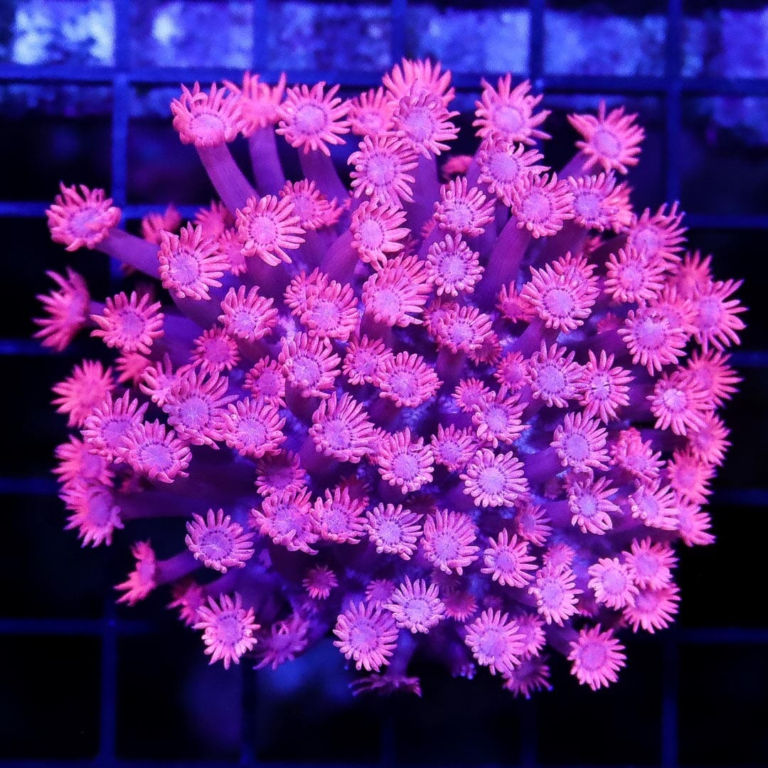 Electrified Pink Goniopora - Daylight Photo