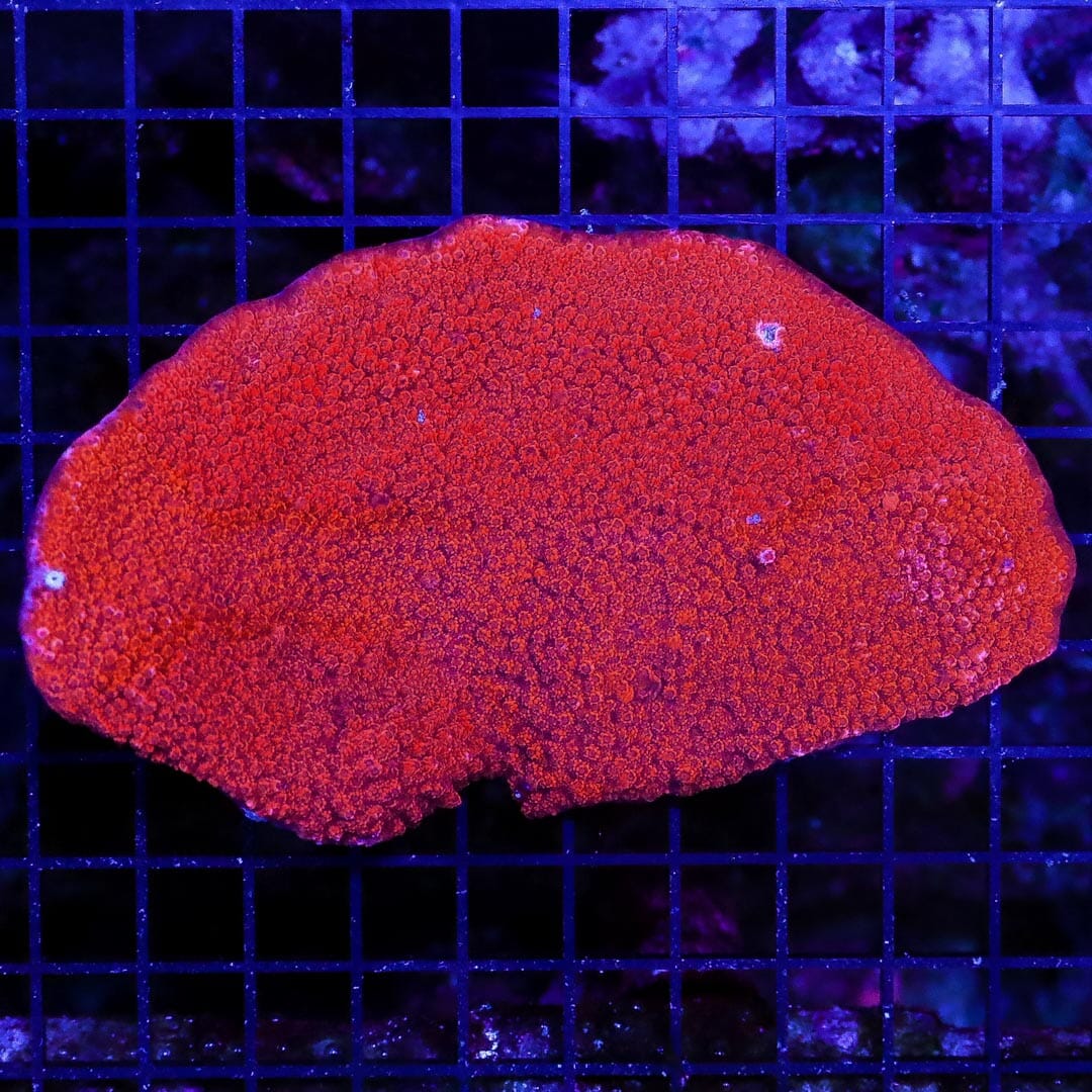 Thick Fiery Red Plating Montipora - Daylight Photo