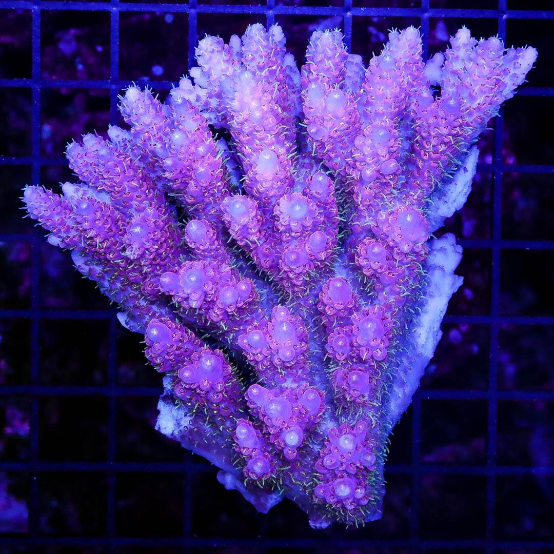 Pink Panther Thick Tabling Acropora - Daylight Photo