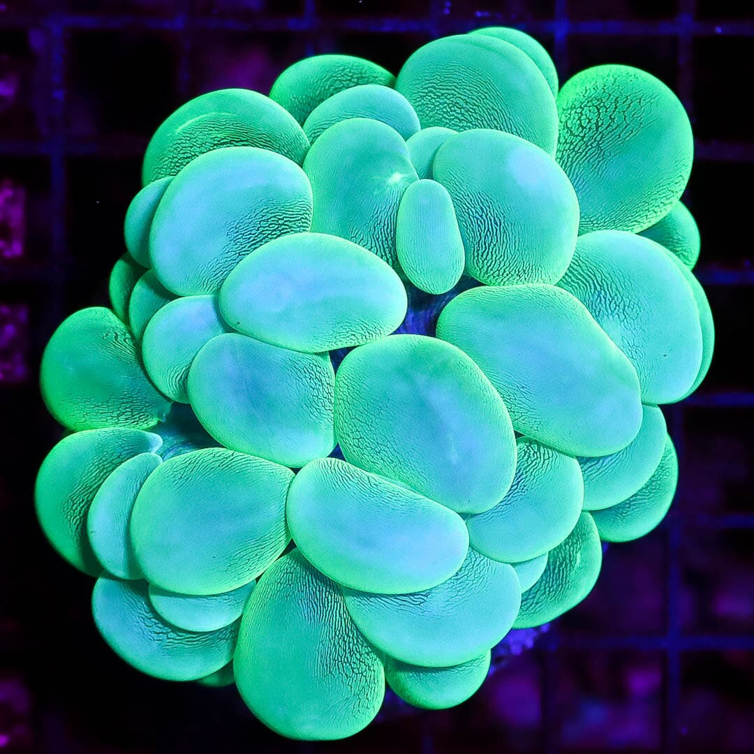 Neon Bubble Coral - Daylight Photo