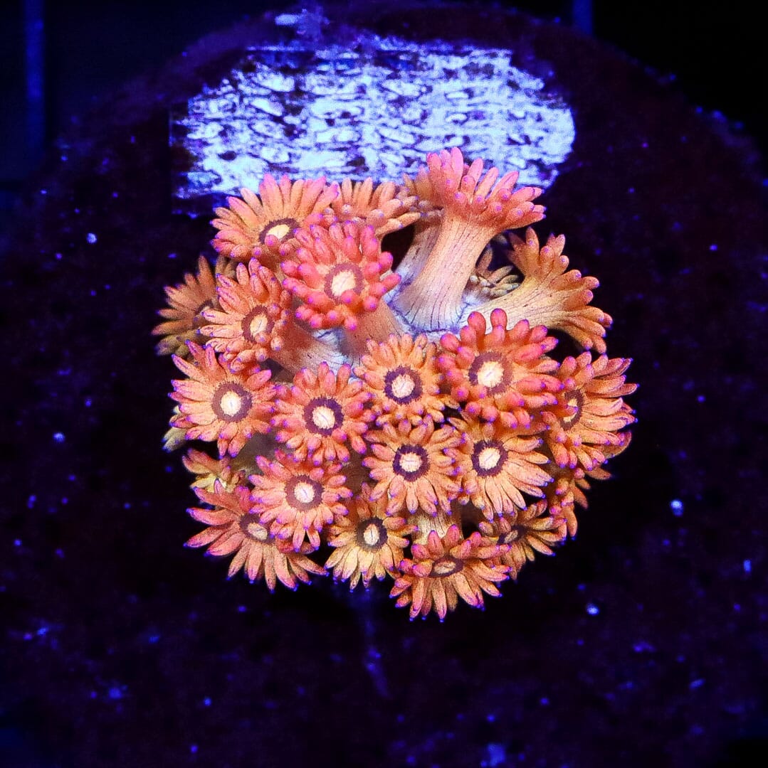 Reef Raft Passion Fruit Goniopora - Daylight Photo