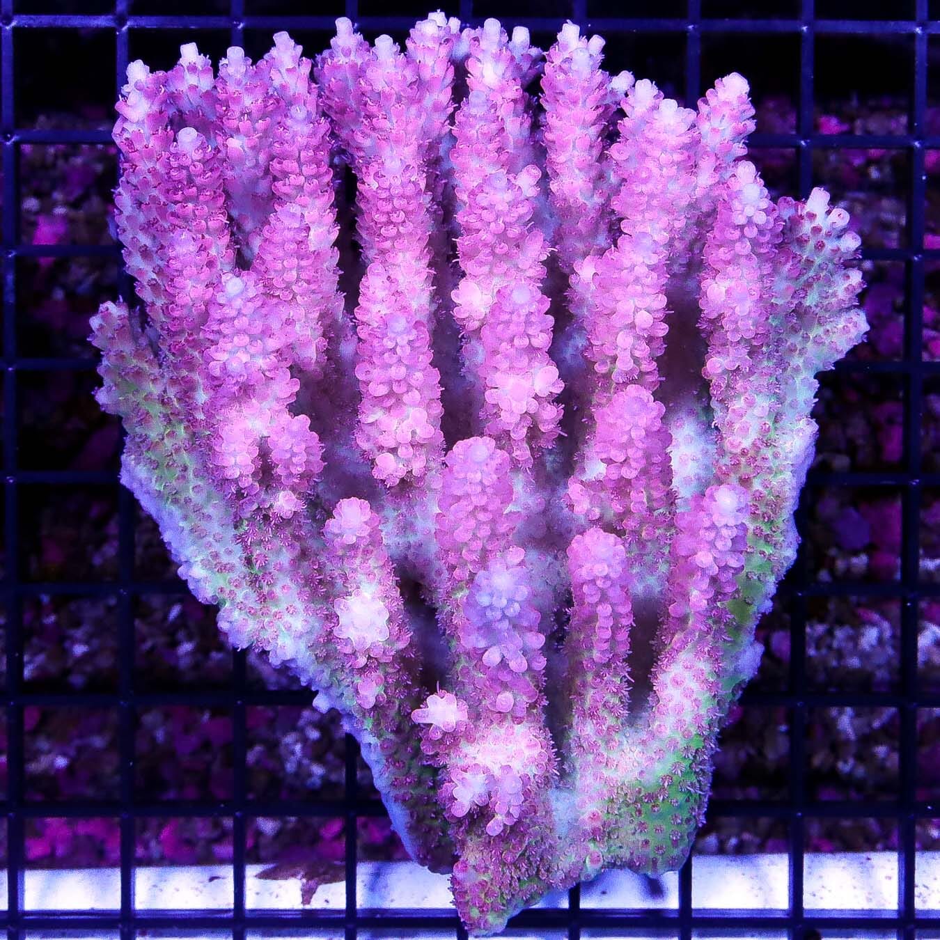 Aussie Wild Shortcake Acropora - Daylight Photo