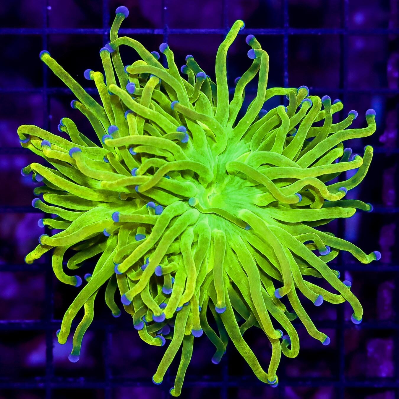 Ultra Jolly Rancher Torch - Daylight Photo