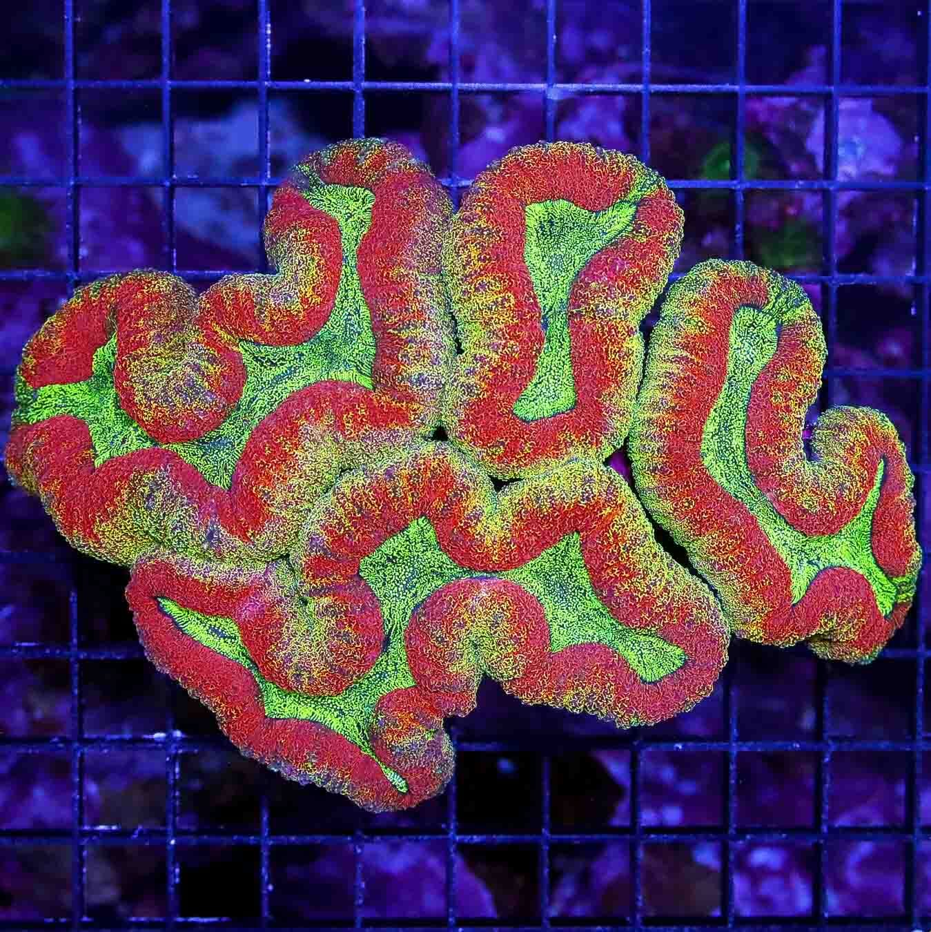 Gold Dust Lobophyllia - Daylight Photo