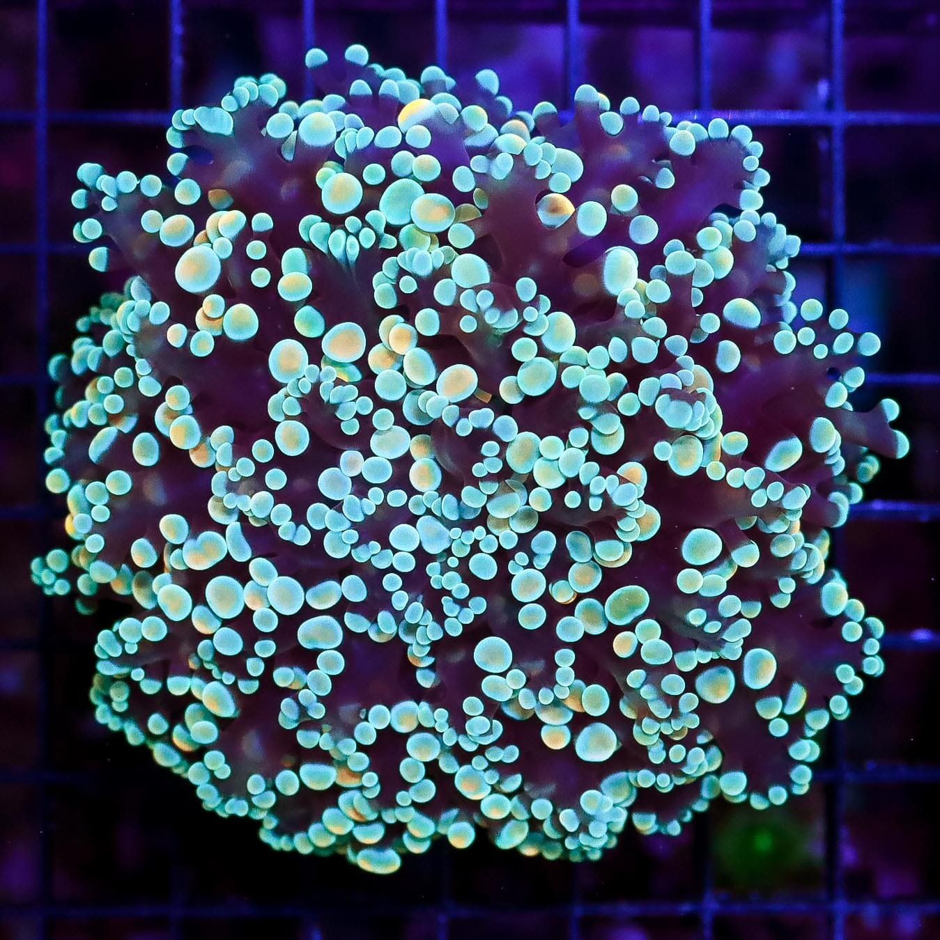 Rare Teal Aussie Kingspawn - Daylight Photo