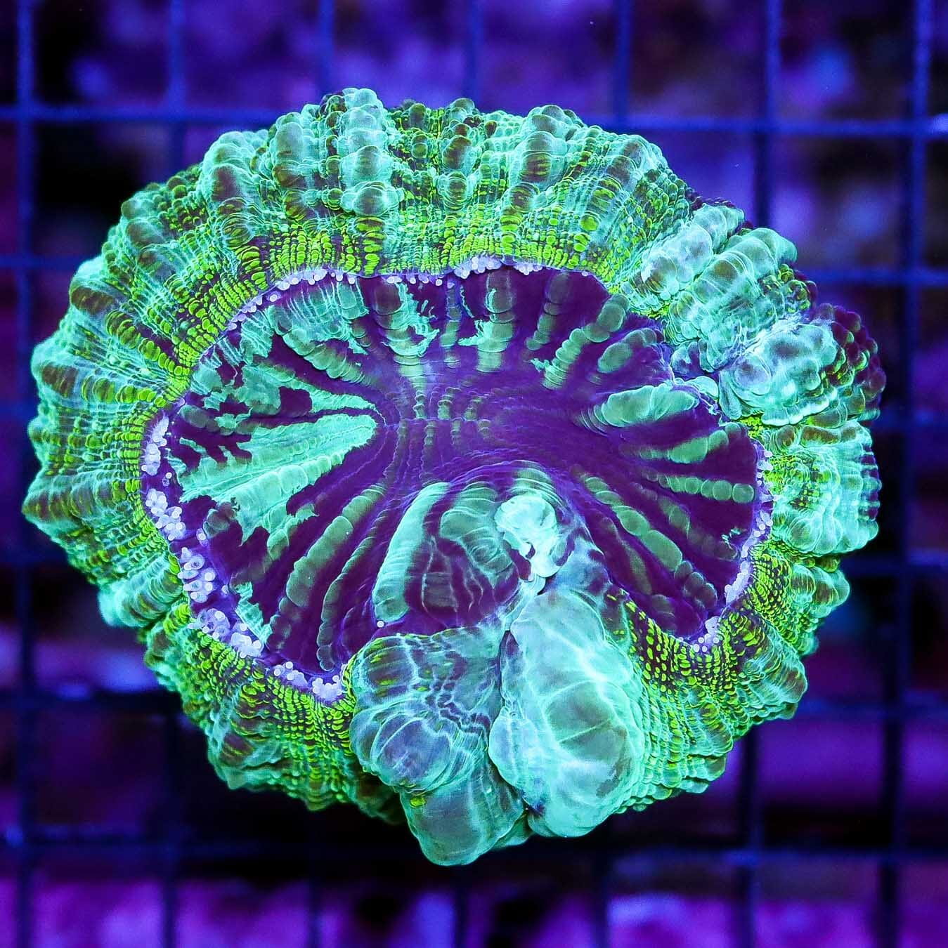 Neon Zebra Acanthophyllia - Daylight Photo