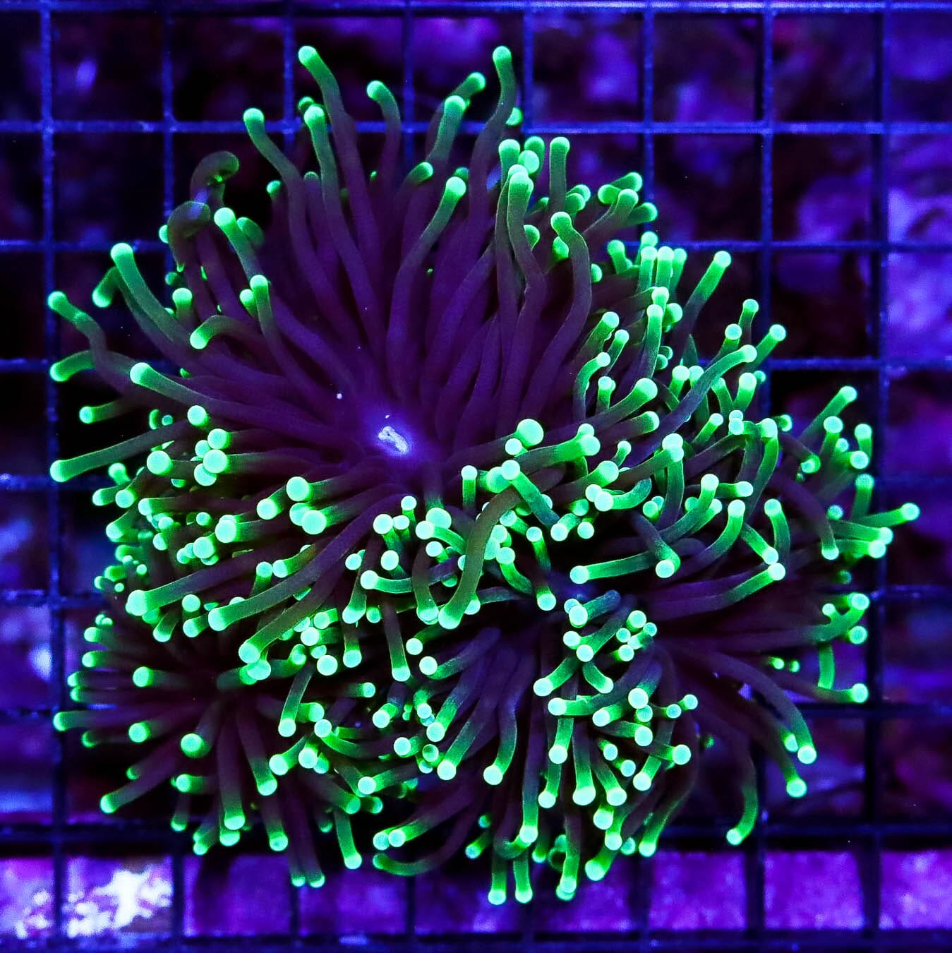 Neon Tipped Torch - Daylight Photo