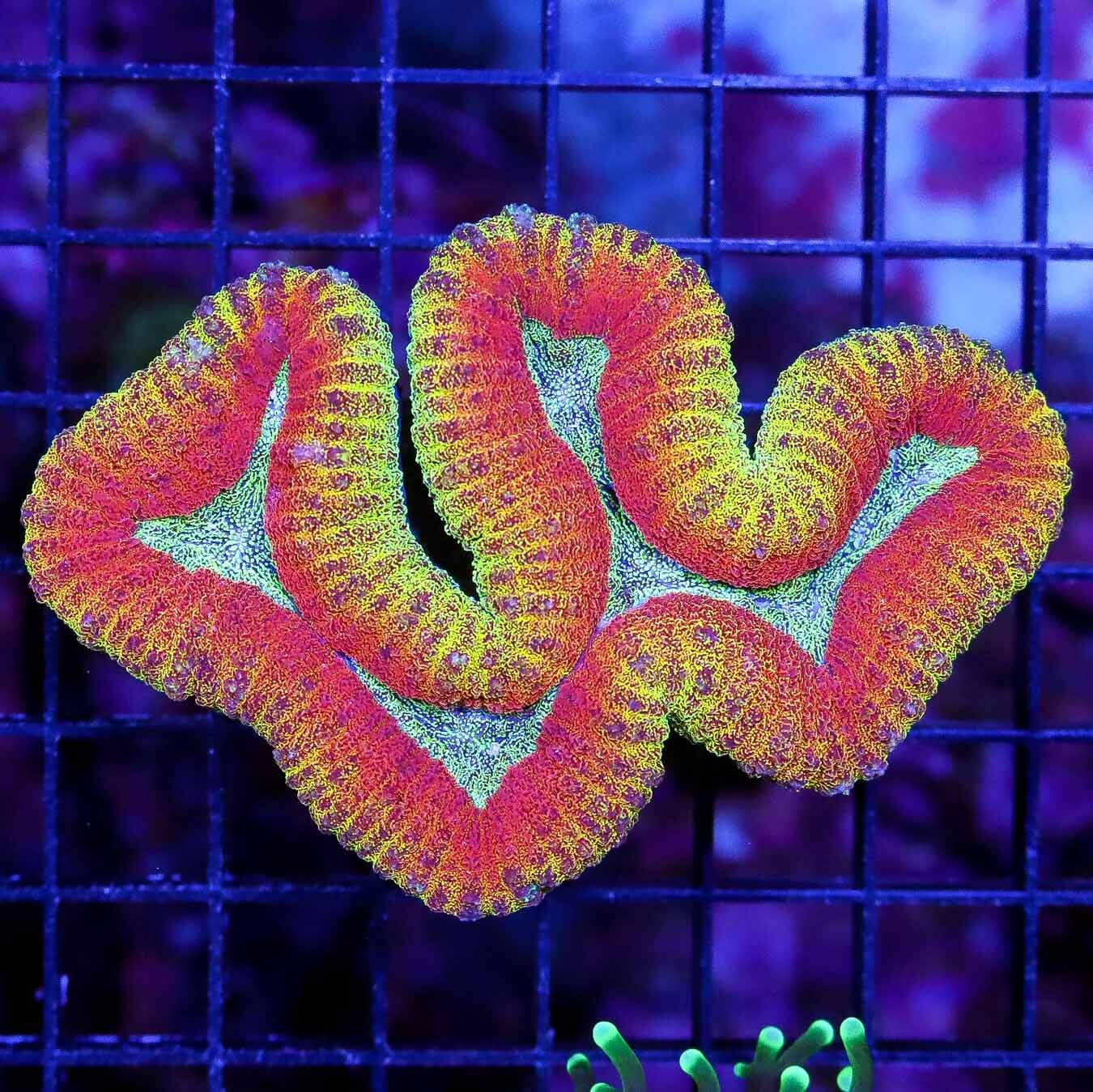 Golden Sunset Lobophyllia - Daylight Photo