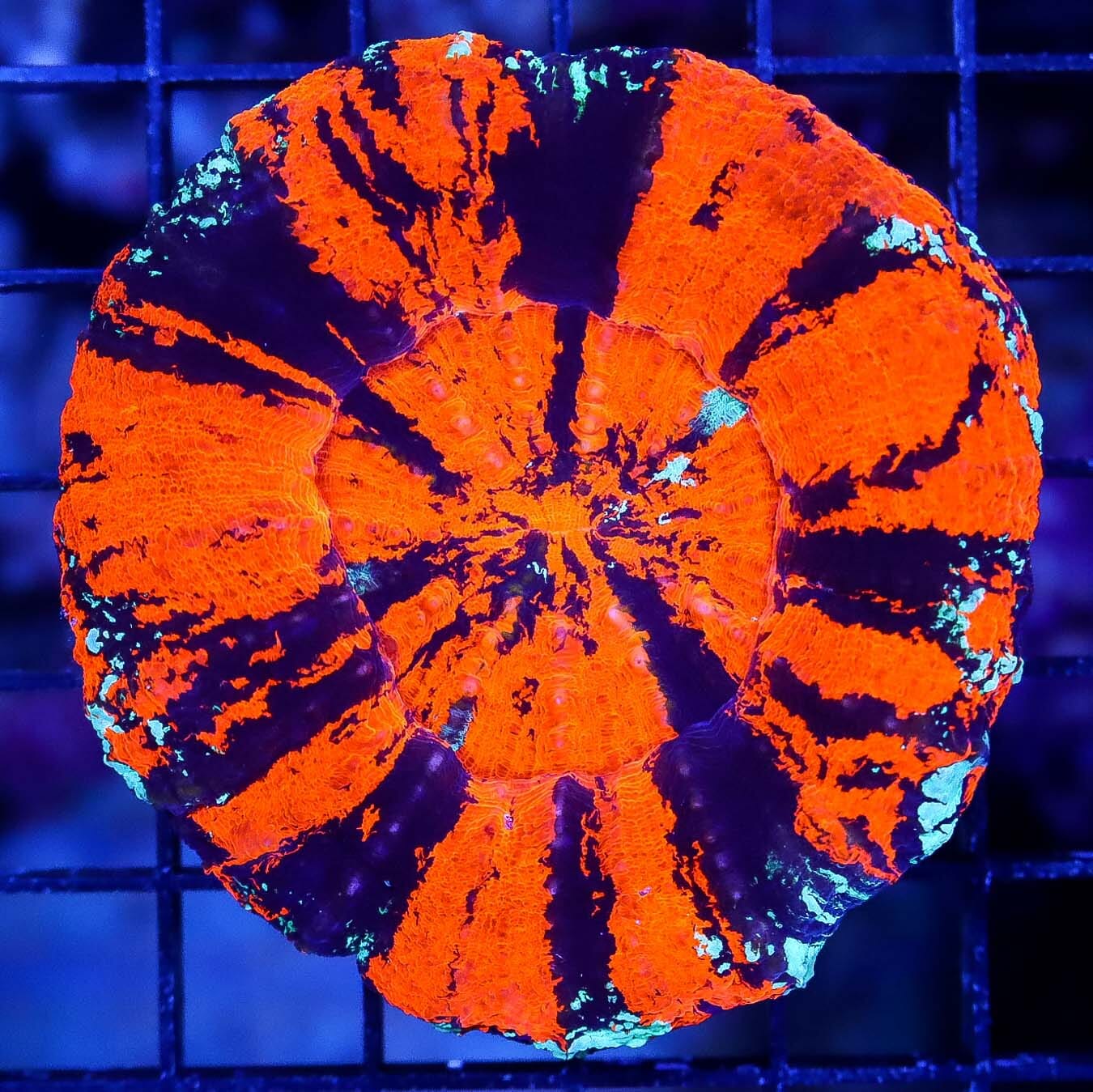 Crazy Warpaint Scolymia - Daylight Photo