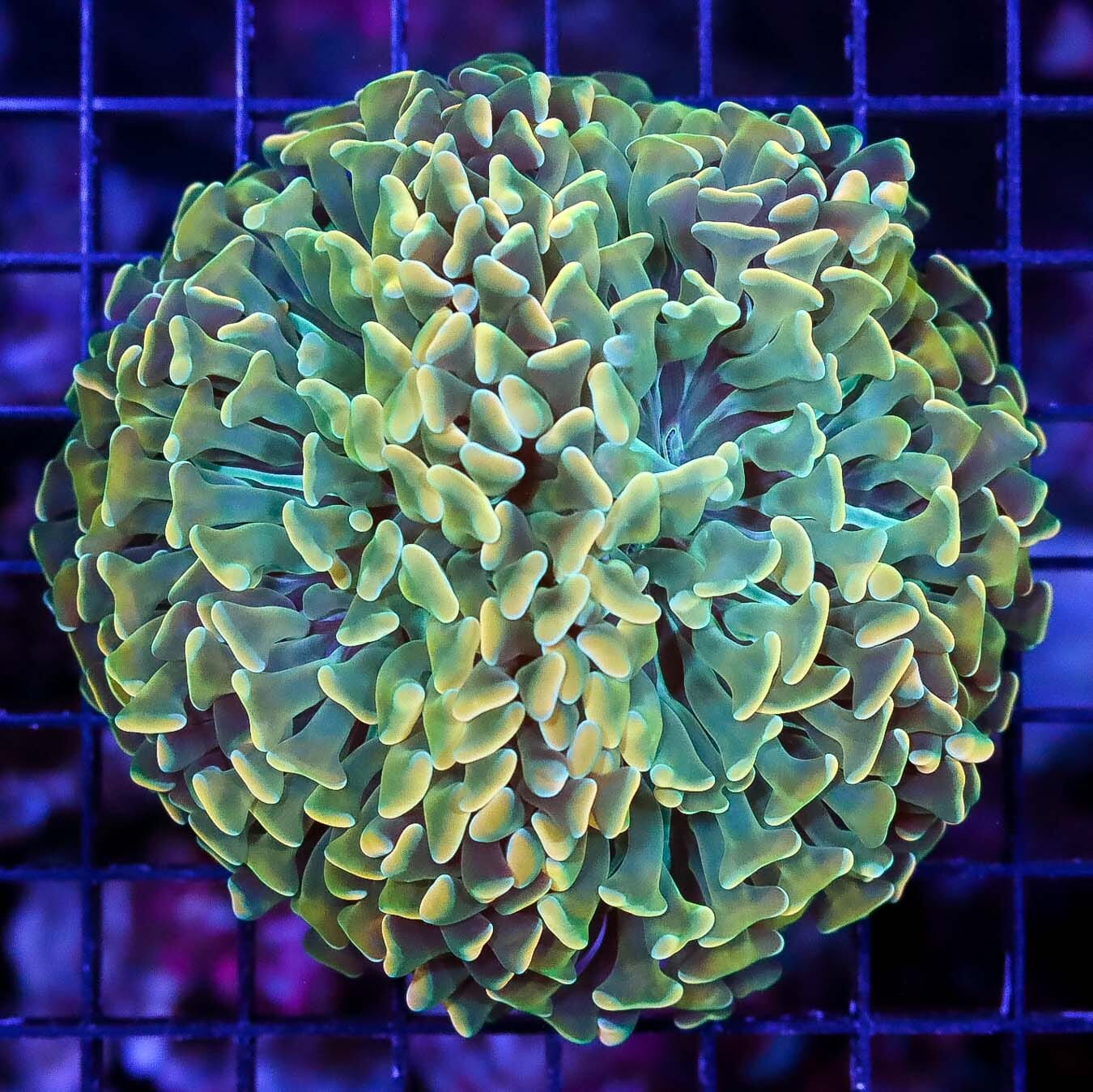 Golden Lime Wall Hammer - Daylight Photo