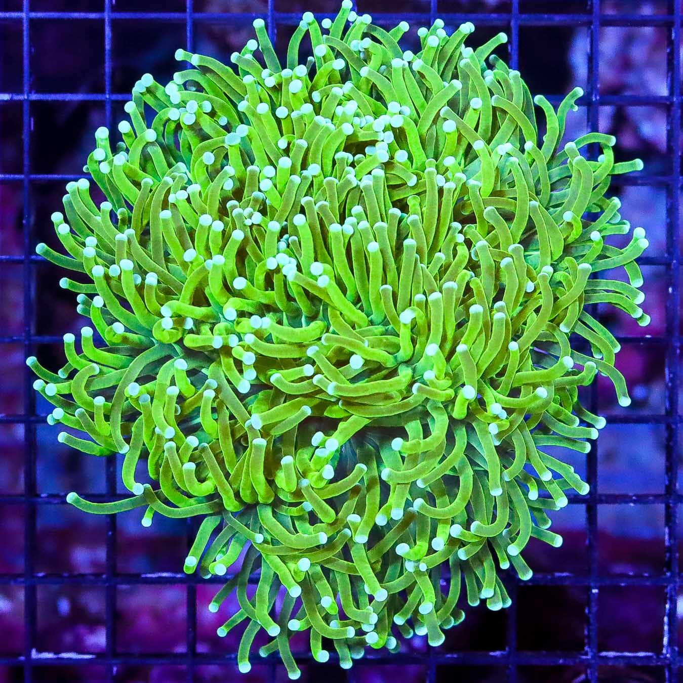 LG Aussie Banana Torch - Daylight Photo
