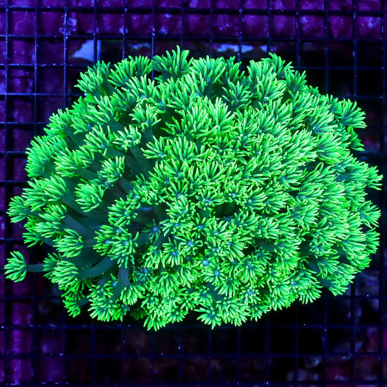 Torchlight Goniopora - Daylight Photo