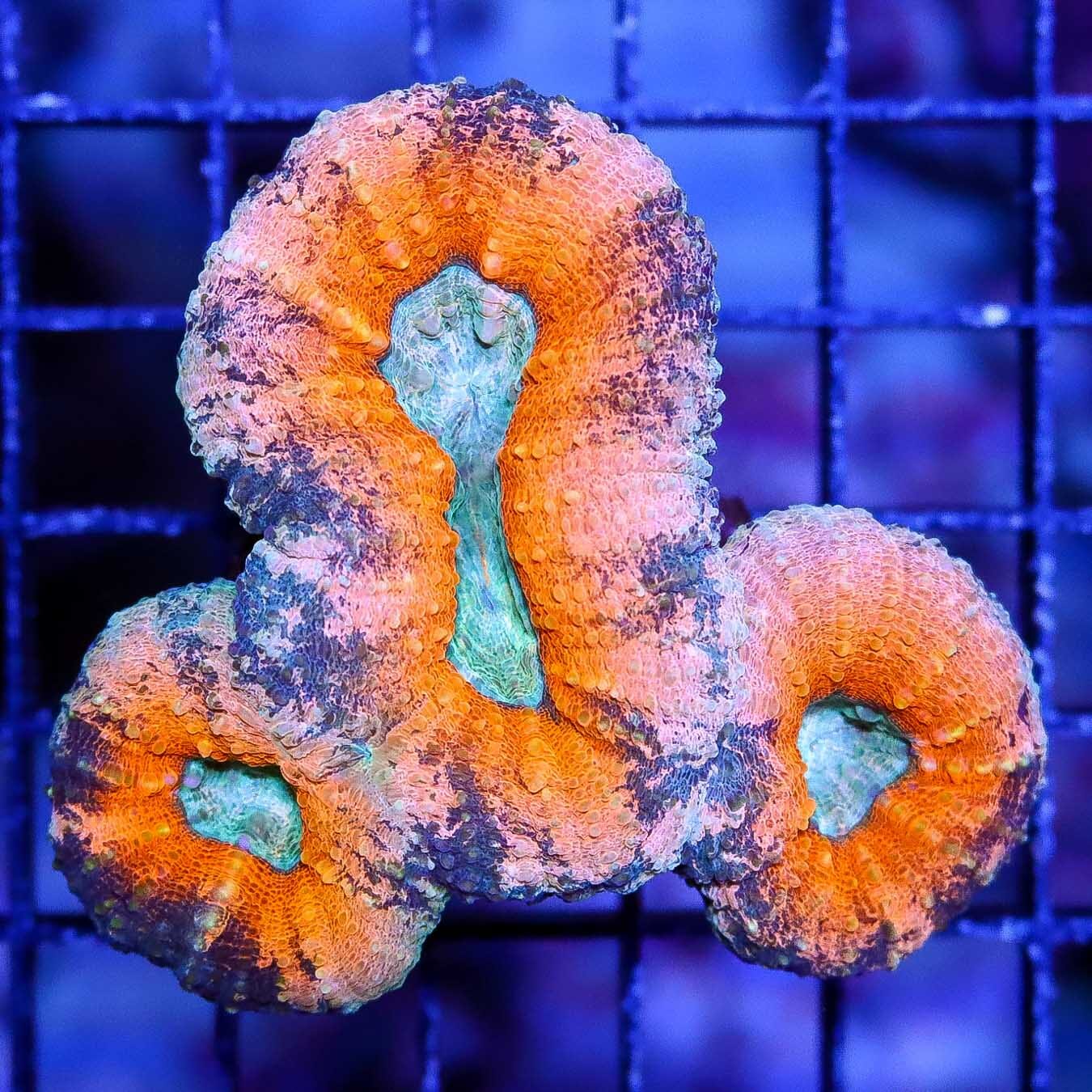 Orange Chameleon Lobophyllia - Daylight Photo