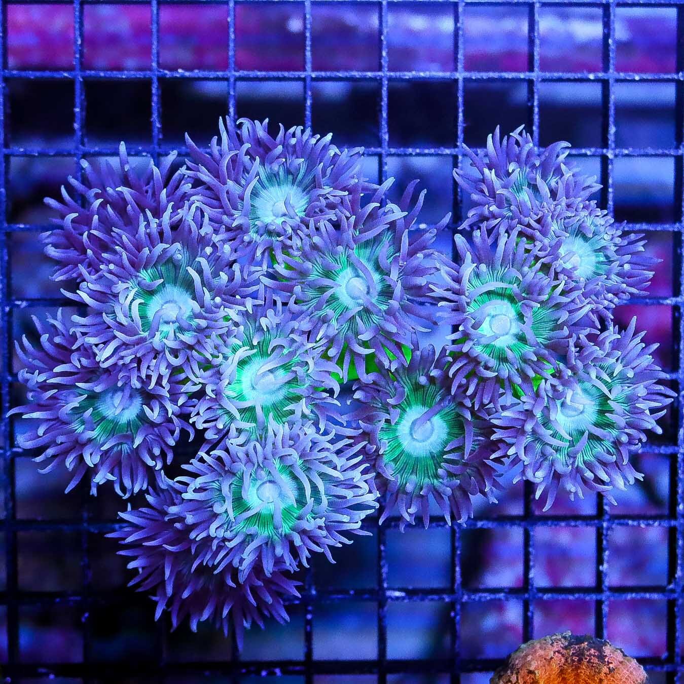 Lavender Tipped Duncan - Daylight Photo