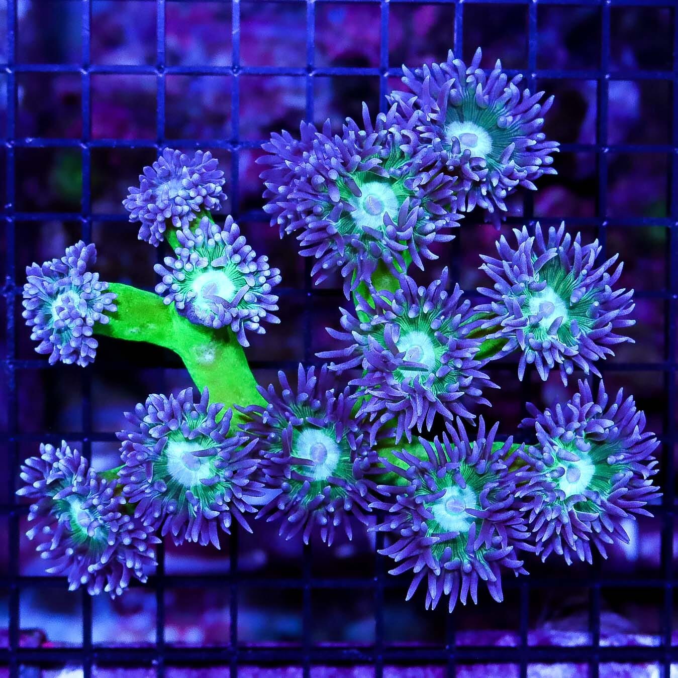 Lavender Tipped Duncan - Daylight Photo