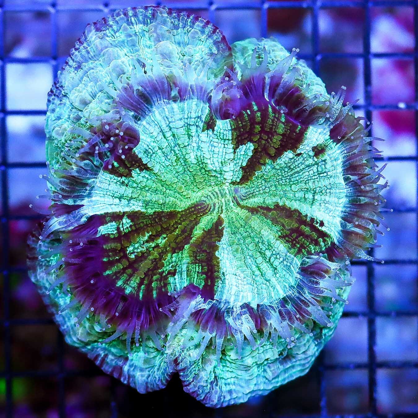 Neon Zebra Acanthophyllia - Daylight Photo