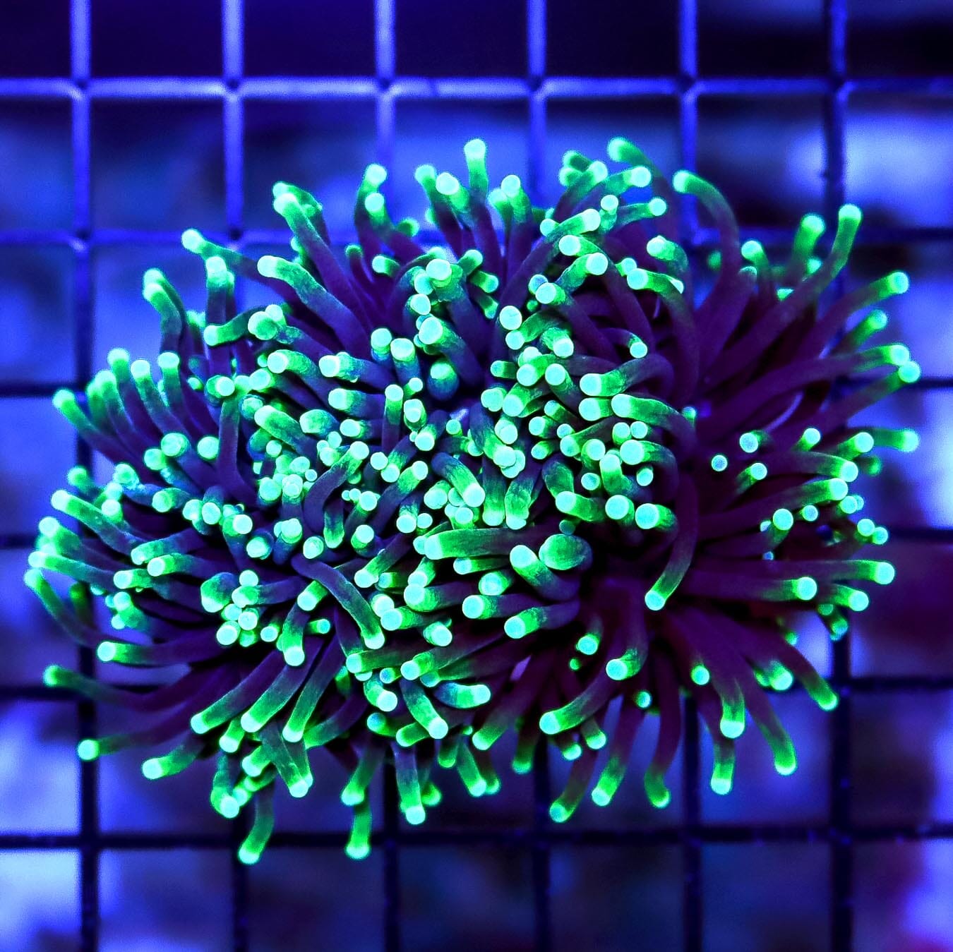 Neon Tipped Torch - Daylight Photo