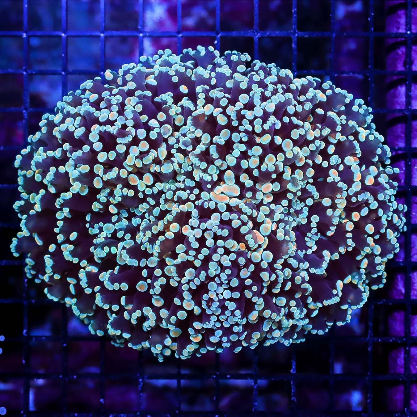 Rare Teal Aussie Kingspawn - Daylight Photo