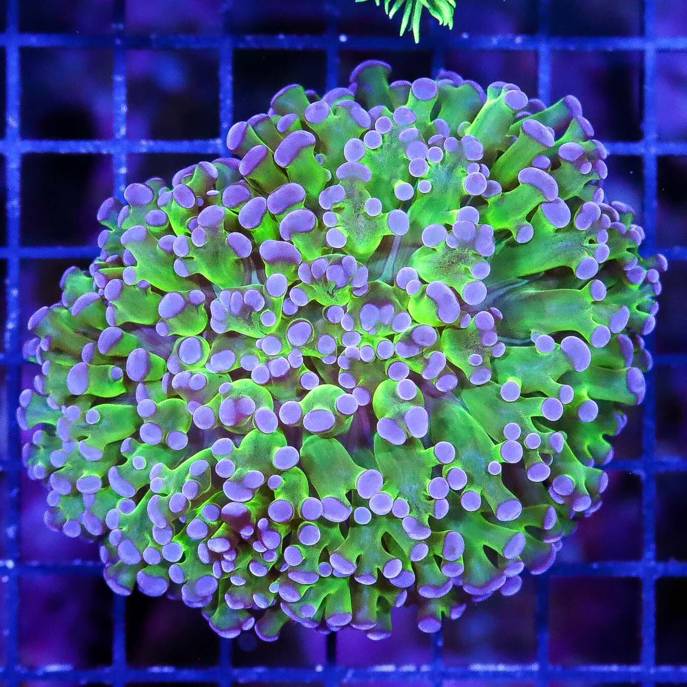 Rare Aussie Bicolor Kingspawn - Daylight Photo