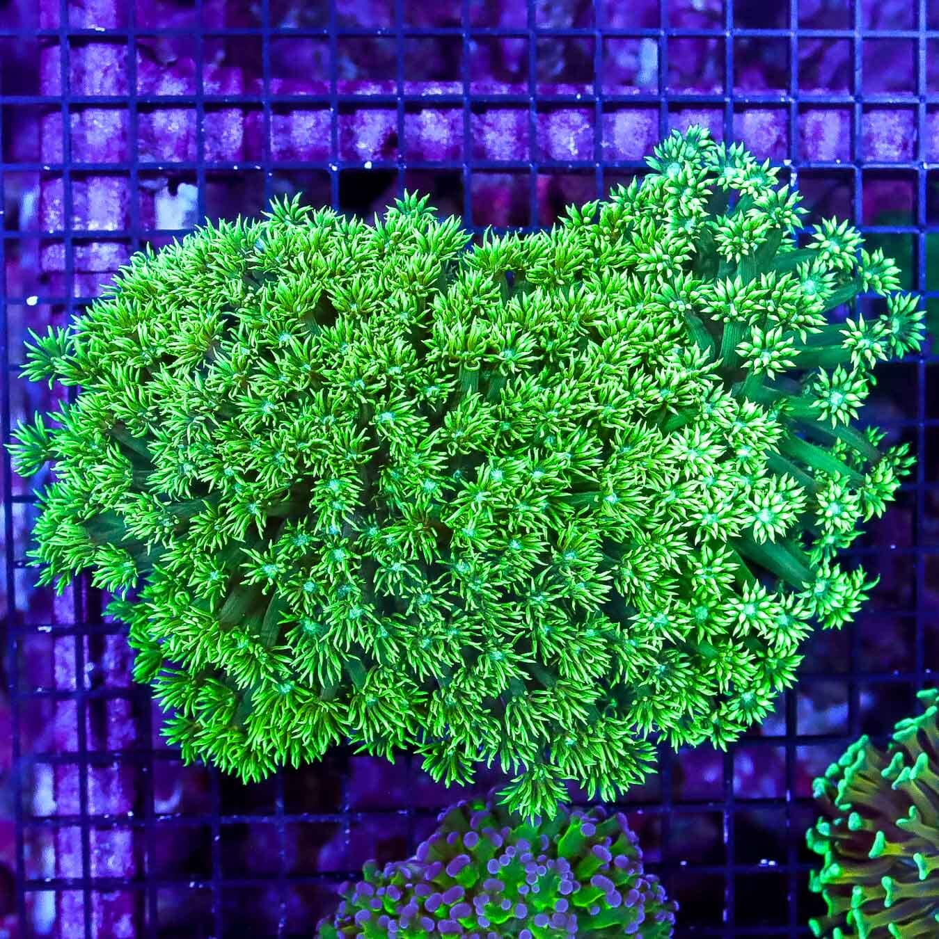 Nuclear Goniopora - Daylight Photo
