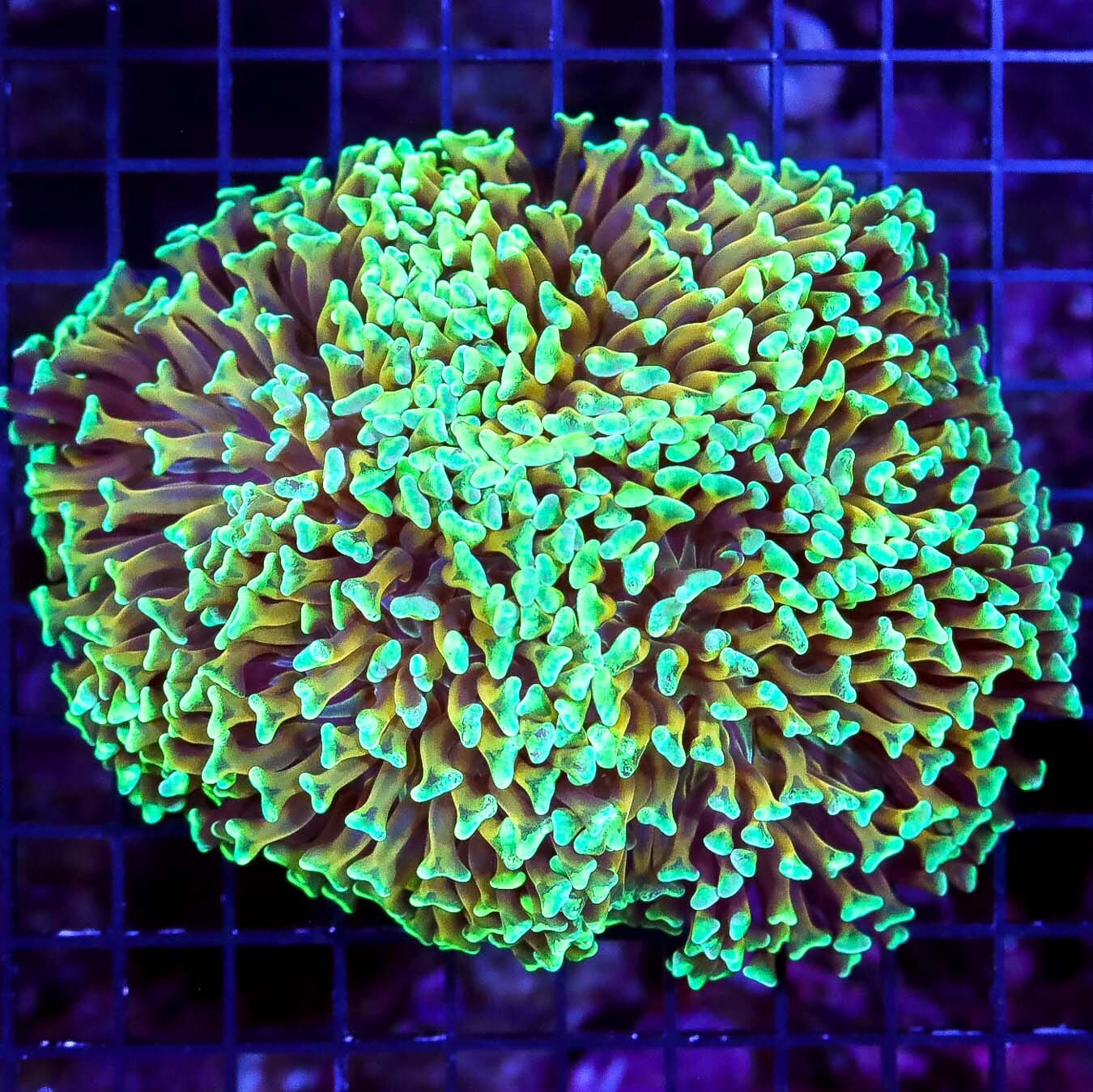 Sizzling Neon and Molten Gold Wall Hammer - Daylight Photo