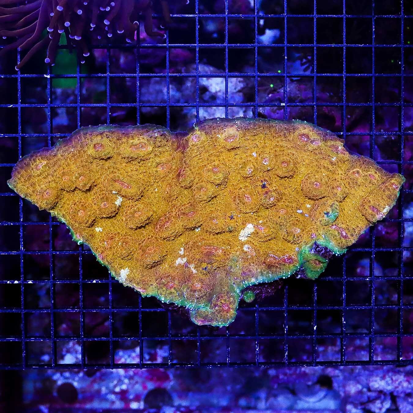 Golden Plate Echinophyllia - Daylight Photo