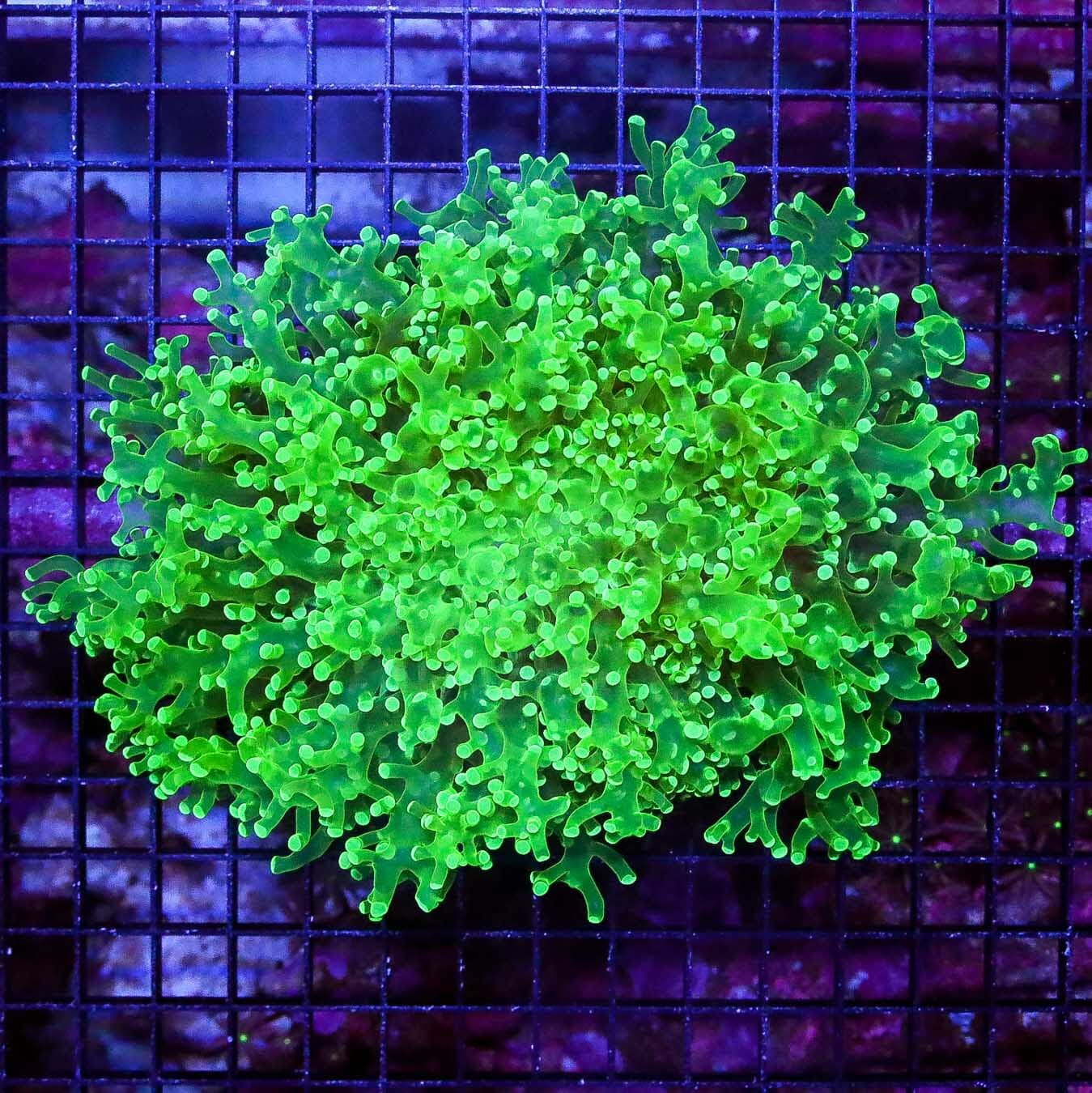 Super Toxic Wall Frogspawn - Daylight Photo