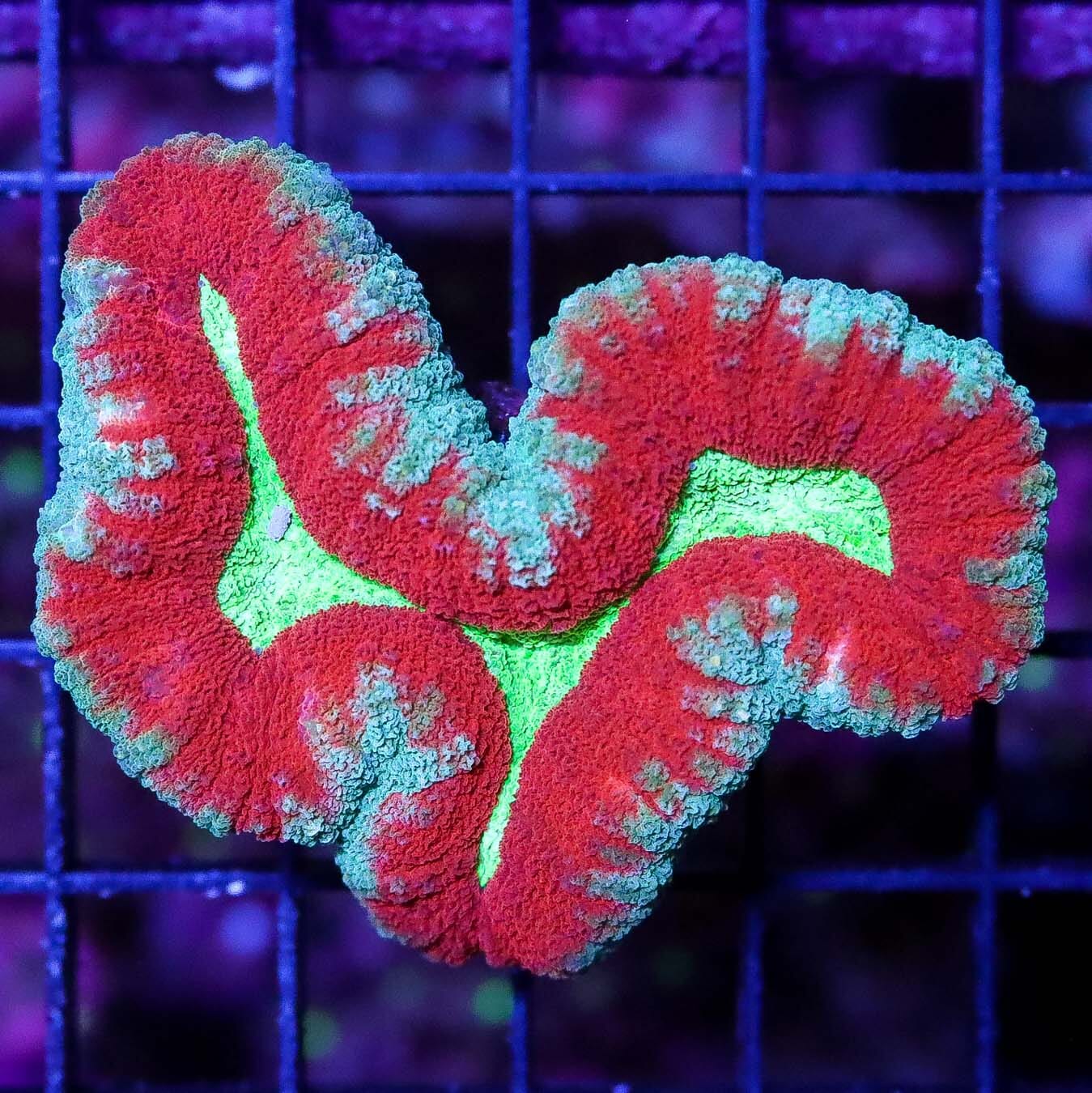 Rosi Gold Lobophyllia - Daylight Photo