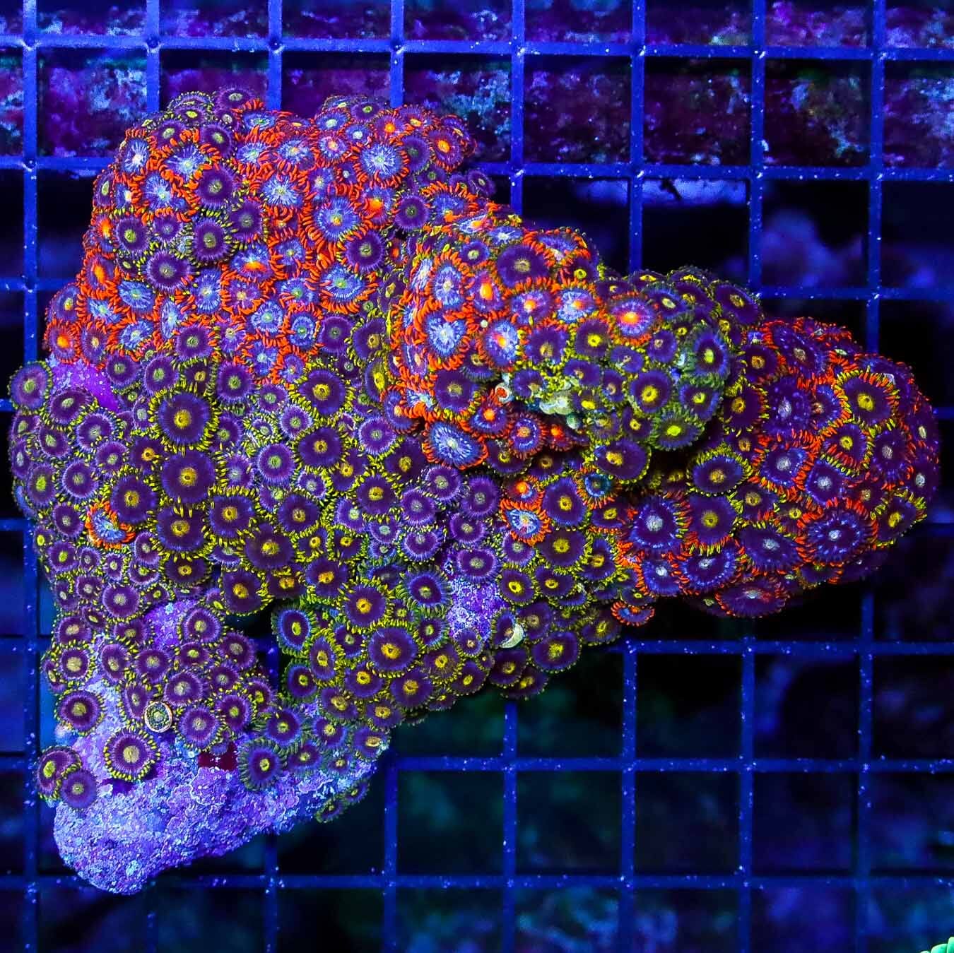 Wicked Solomon Zoanthid Combo - Daylight Photo