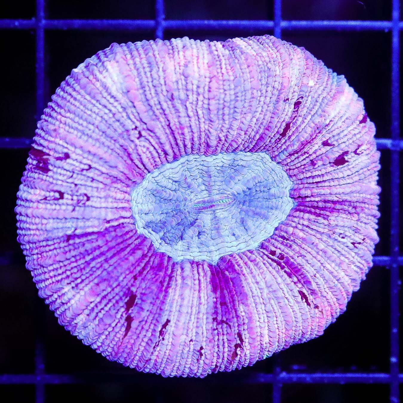 Crazy Pastel Pink Trachyphyllia - Daylight Photo