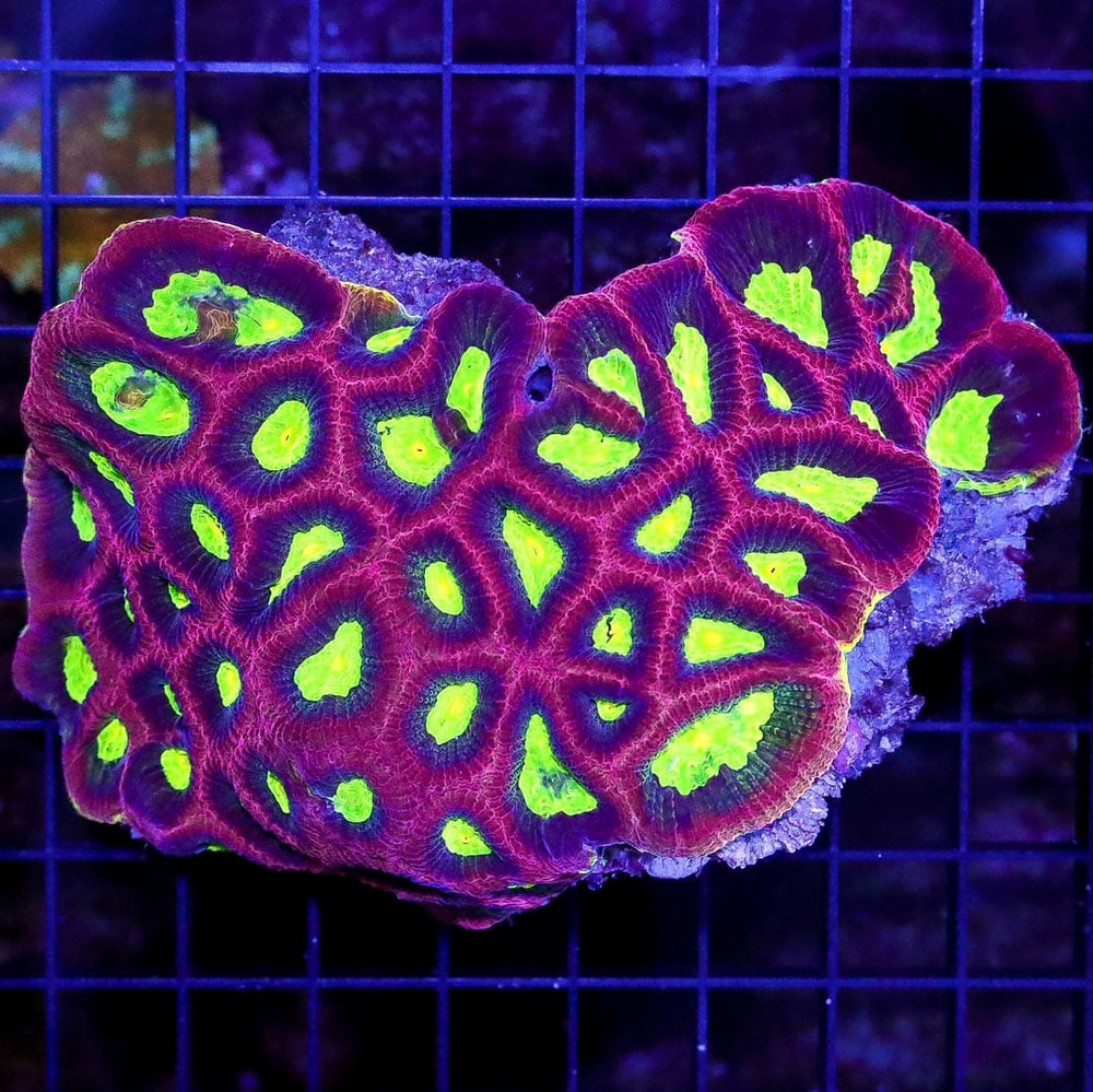 Coral Colonies for Sale - World Wide Corals