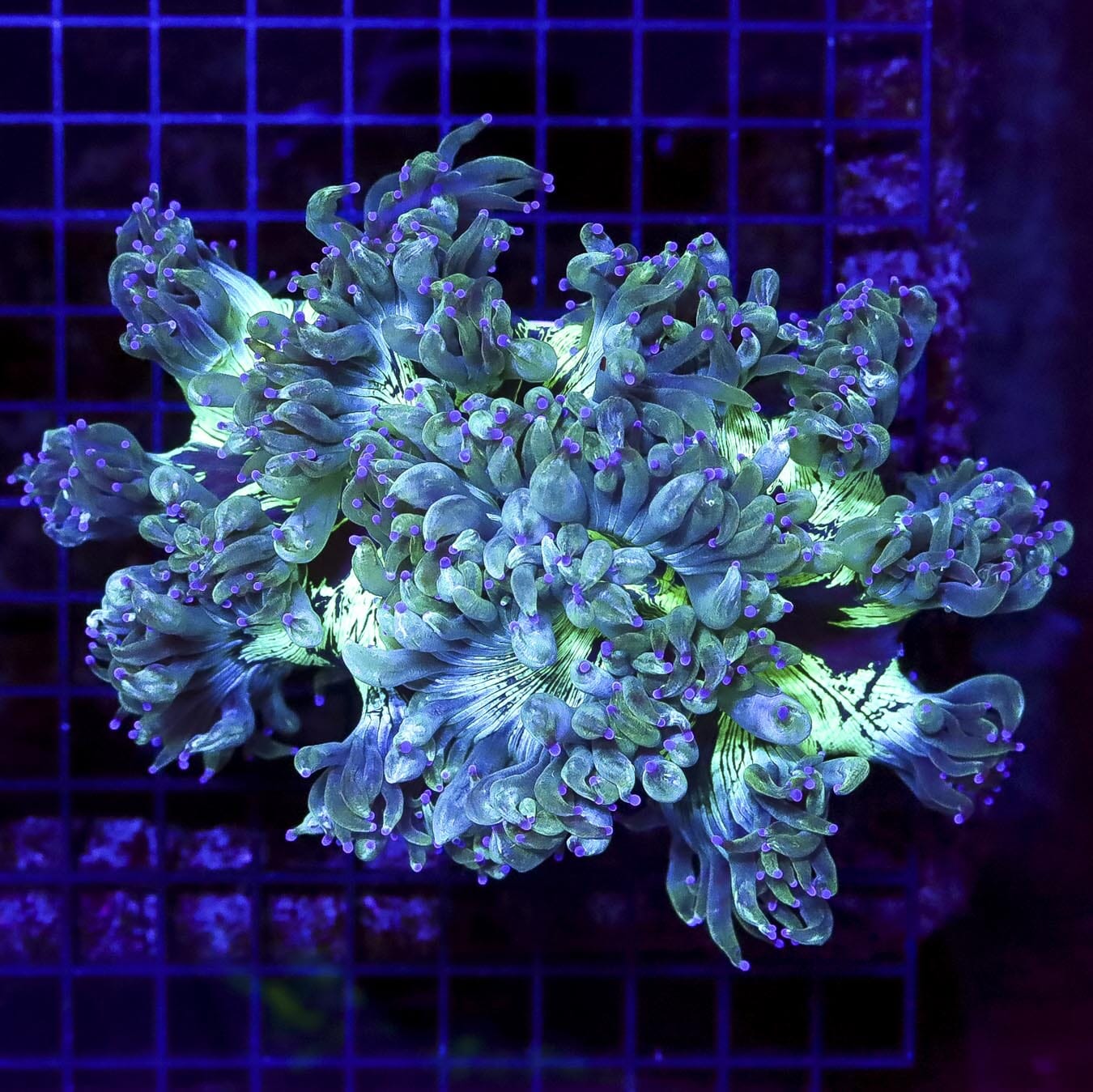 Aussie Lavender Tipped Elegance - Daylight Photo