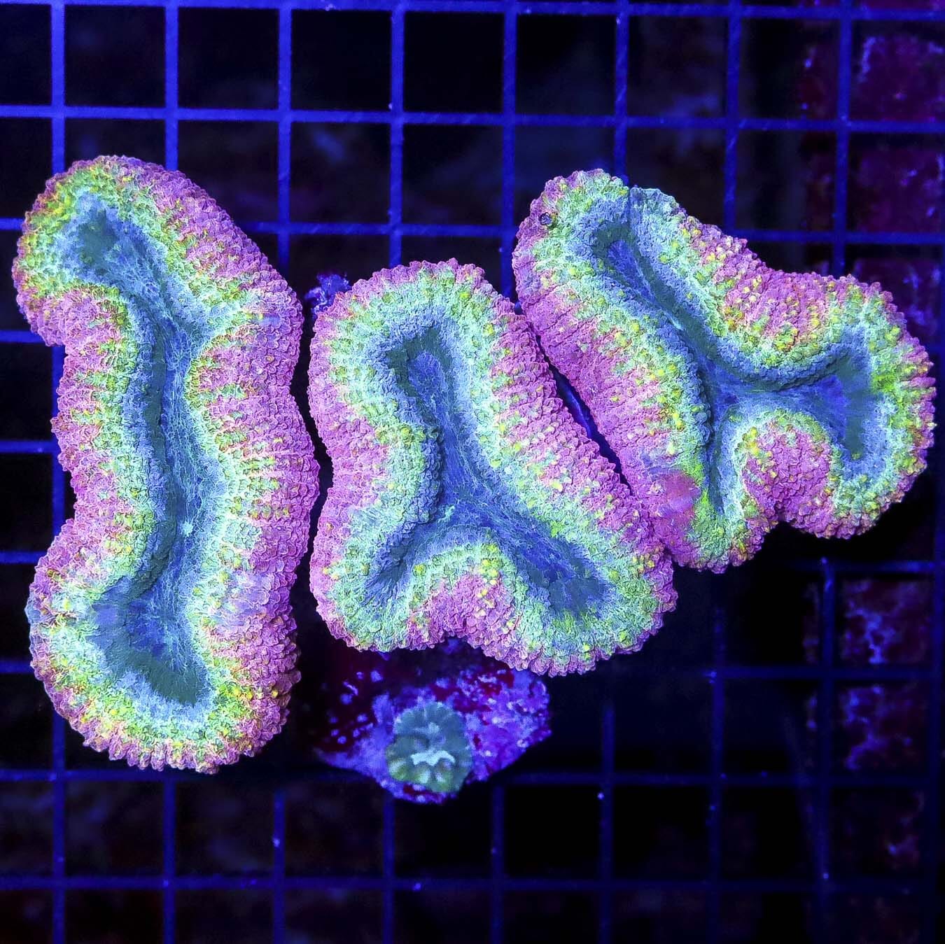 Aussie Rainbow Lobophyllia - Daylight Photo