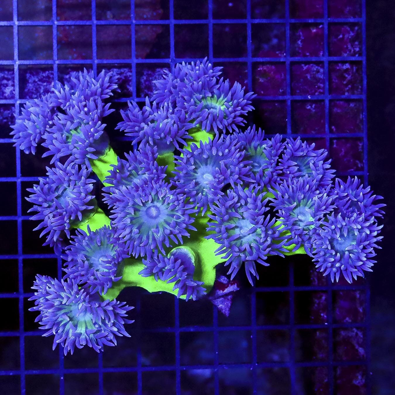 Rockin Purple Tipped Duncan - Daylight Photo