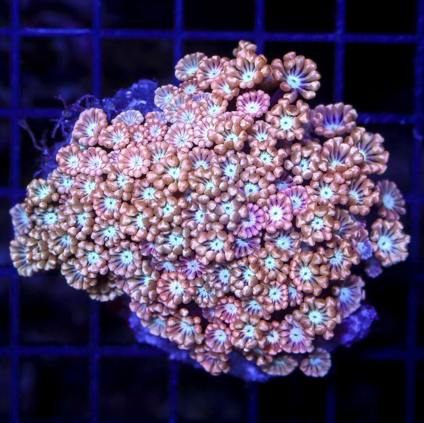 Peach Tipped Alveopora - Daylight Photo