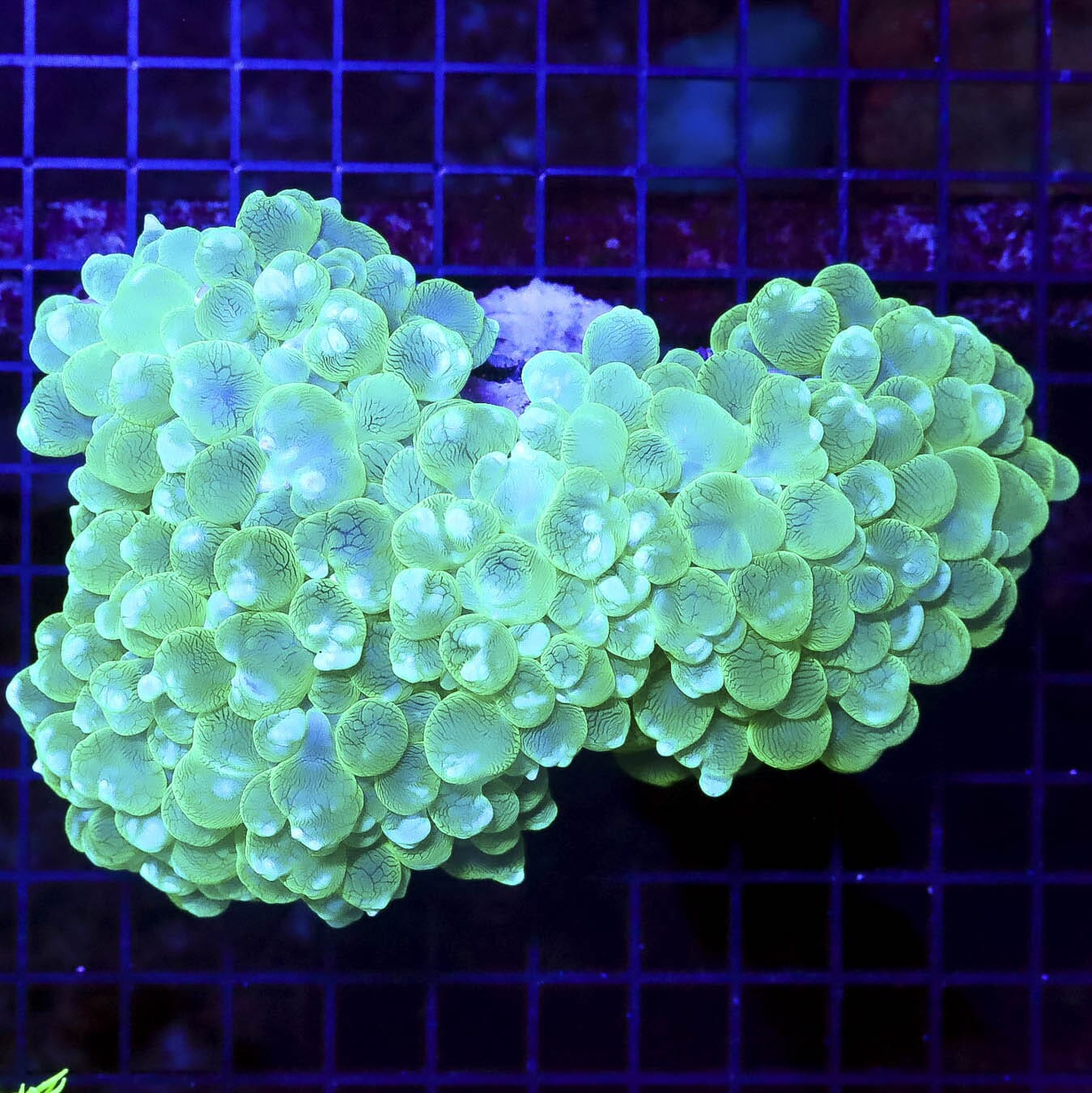 Neon Octo-Bubble Coral - Daylight Photo
