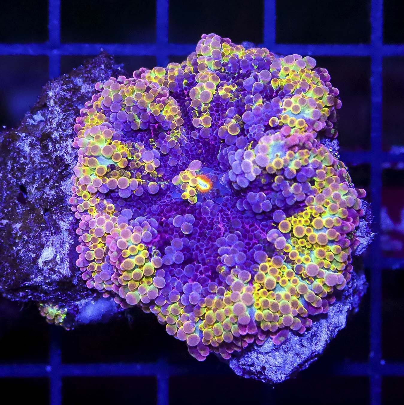 Solomon Grape Lemonade Yuma Mushroom - Daylight Photo