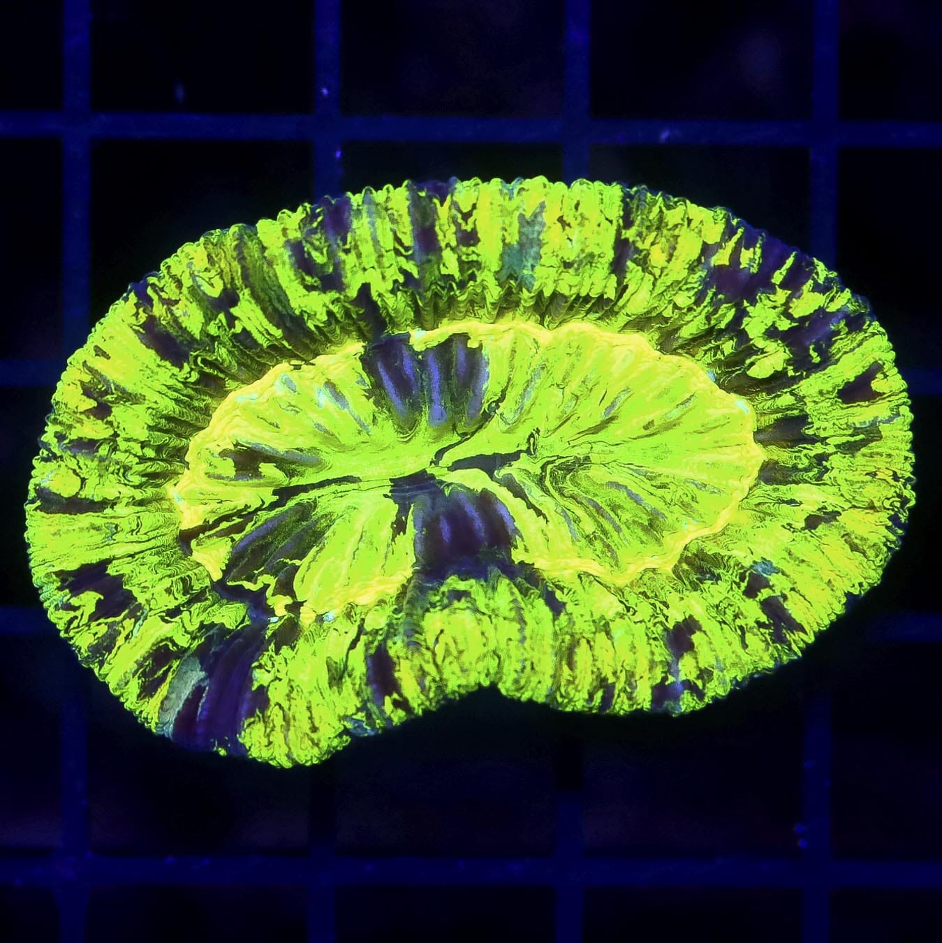 Aussie Toxic Trachyphyllia - Daylight Photo