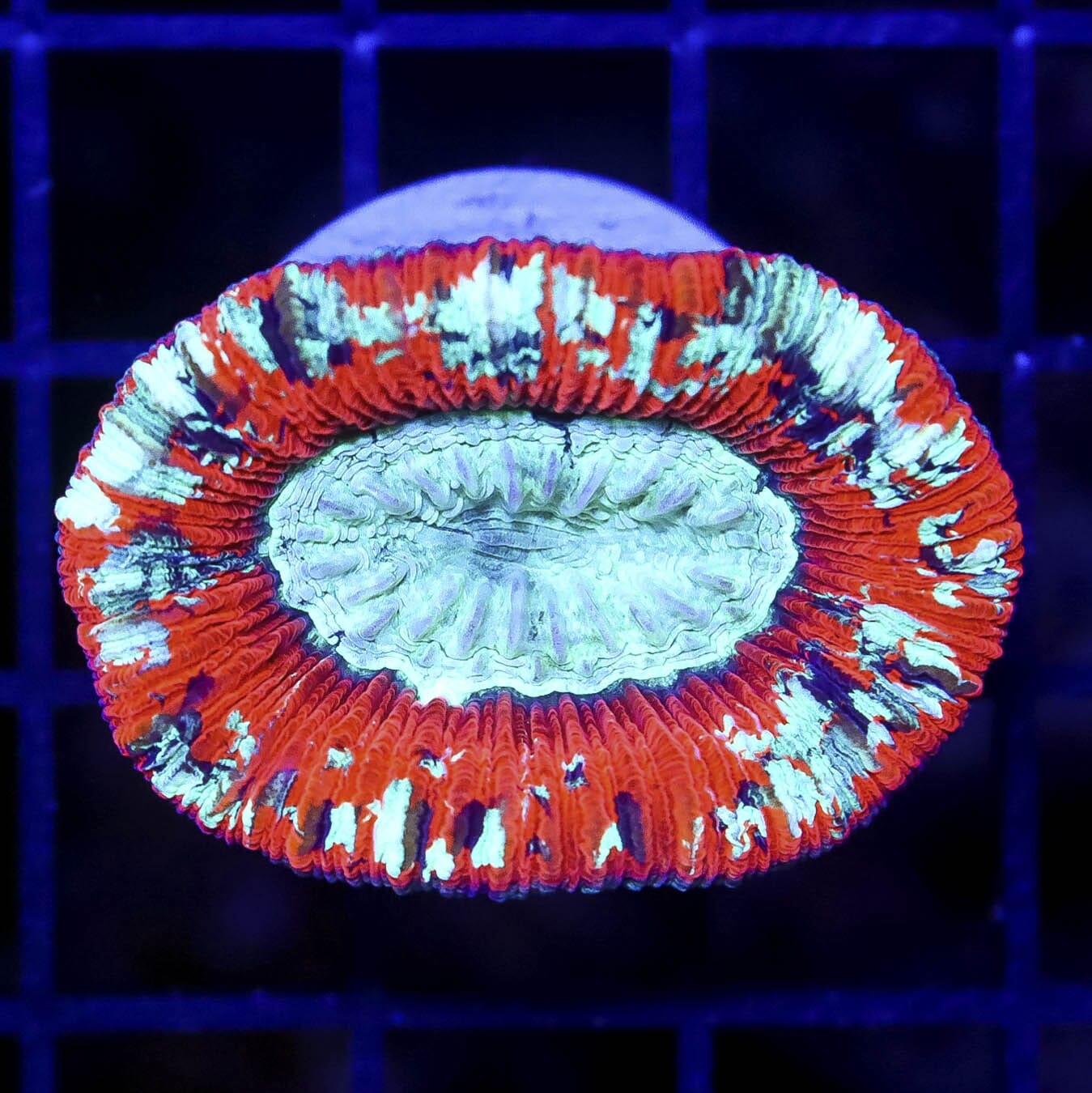 Summertime Christmas Vibes Trachyphyllia - Daylight Photo