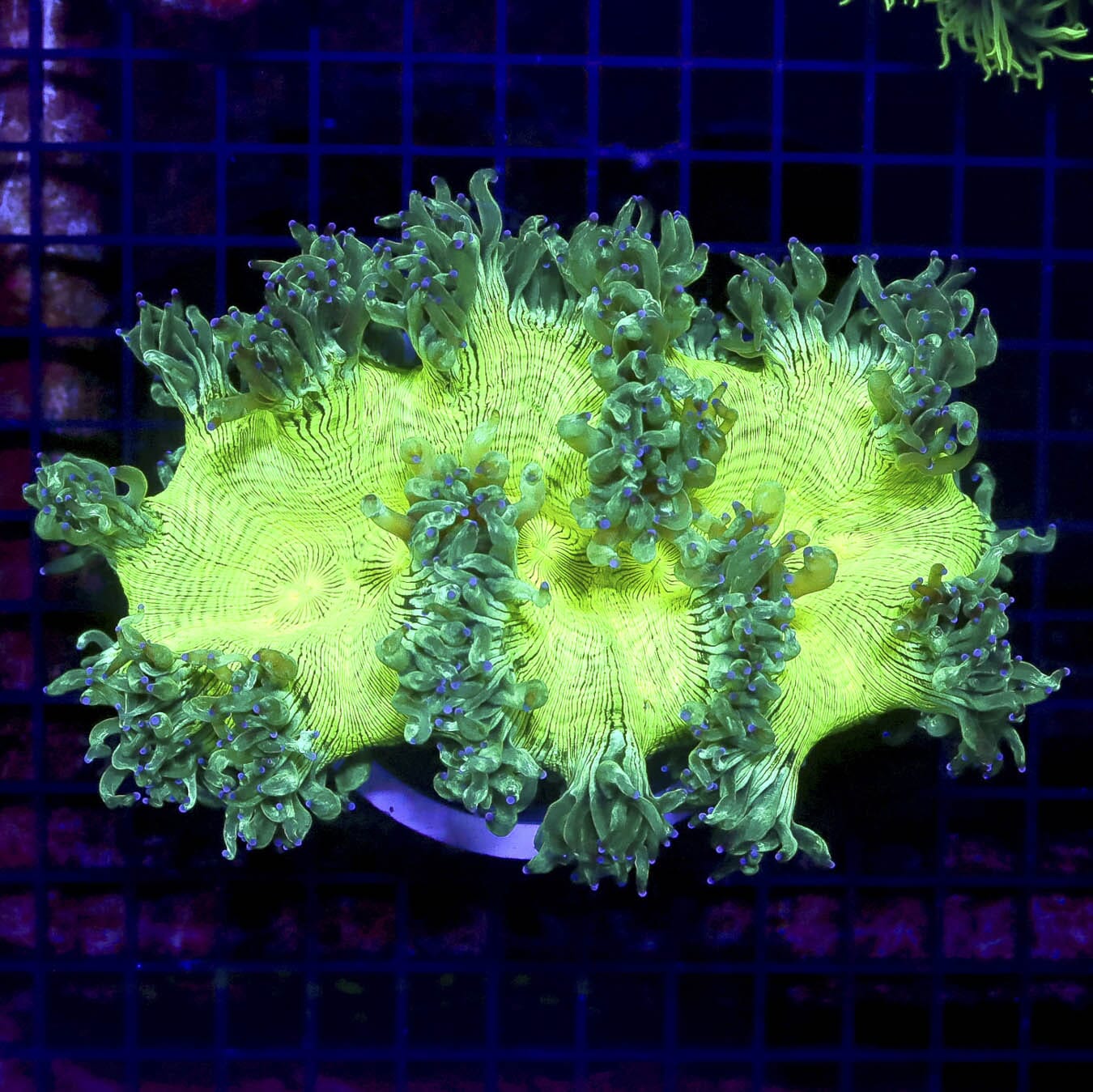Aussie Lavender Tipped Elegance - Daylight Photo
