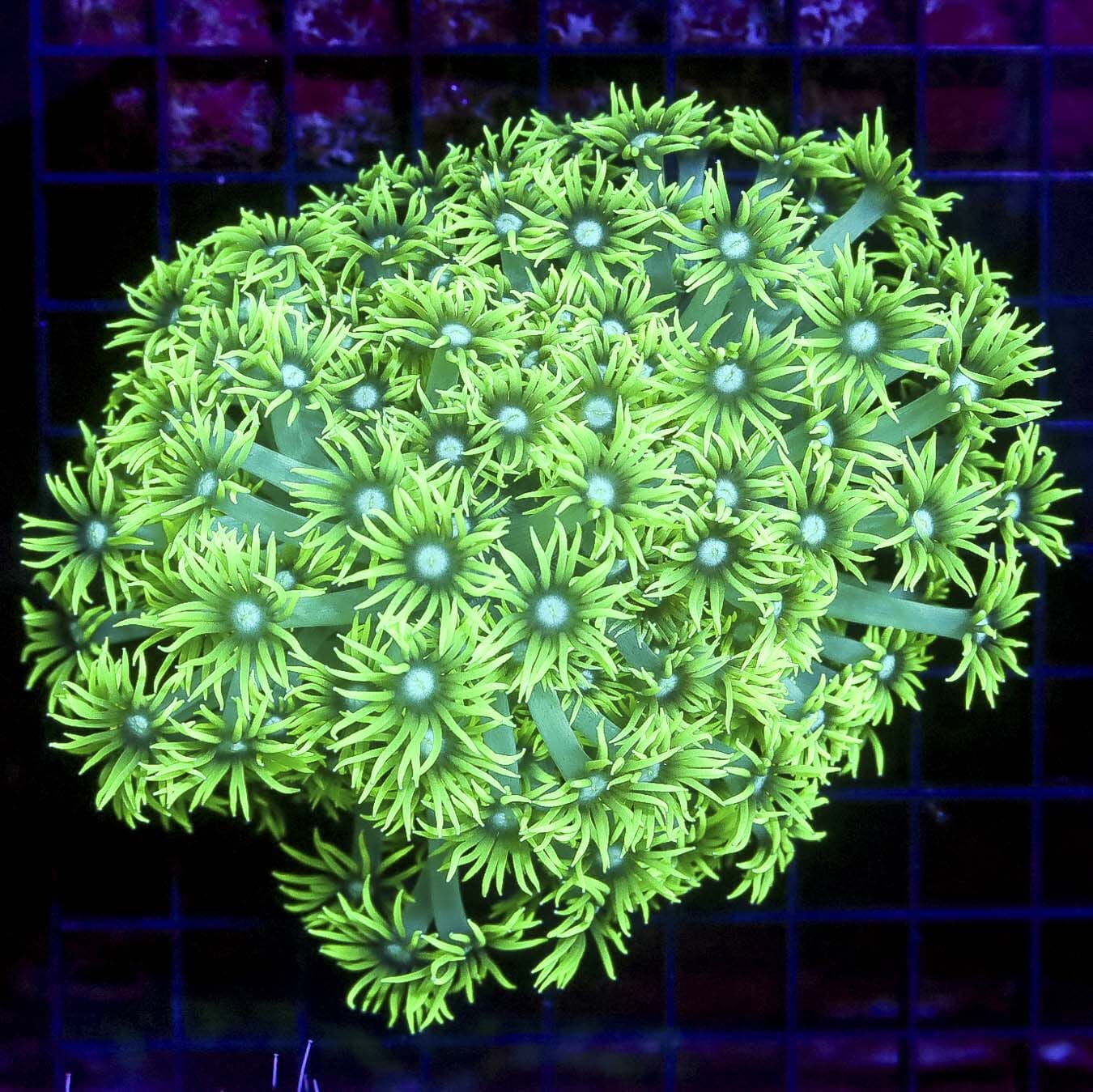 Aussie Green Ghost Long Polyp Goniopora - Daylight Photo