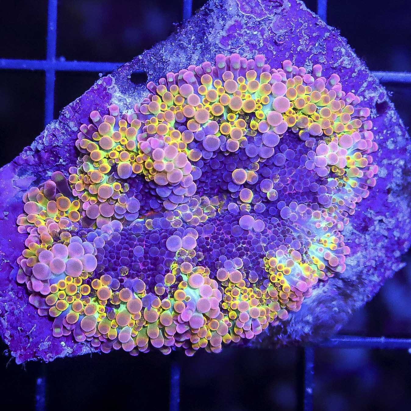 Solomon Grape Lemonade Yuma Mushroom - Daylight Photo